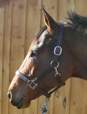 Classic Equine Leather Halter
