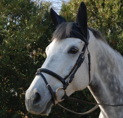 Cashel Comfort Ears