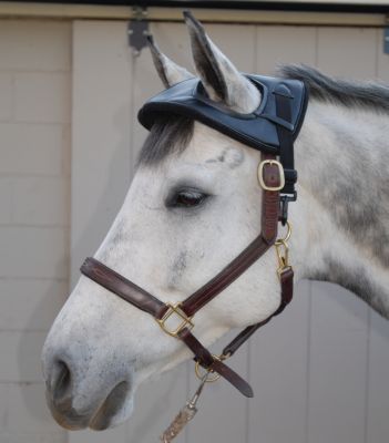 Cashel Horse Helmet