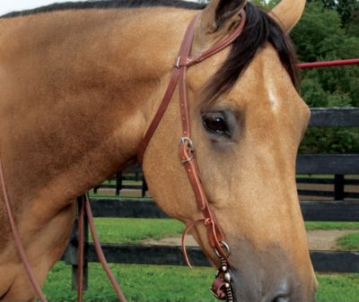 Weaver ProTack Oiled Rolled Headstall