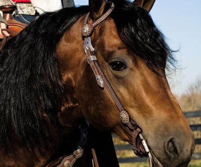 Weaver Westfall Showtime Flat Sliding Ear Headstall