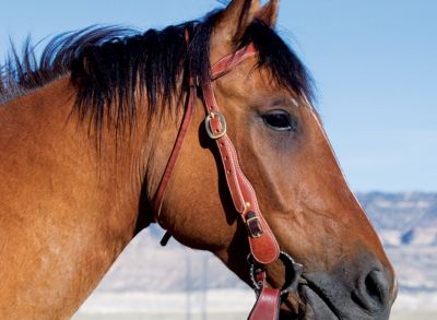 Weaver Traditional Working Browband Headstall