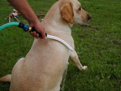 Dog and Pony WashWand without Hose 