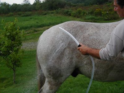 Dog and Pony WashWand with Hose 