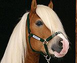 Horseware Halter with Logo
