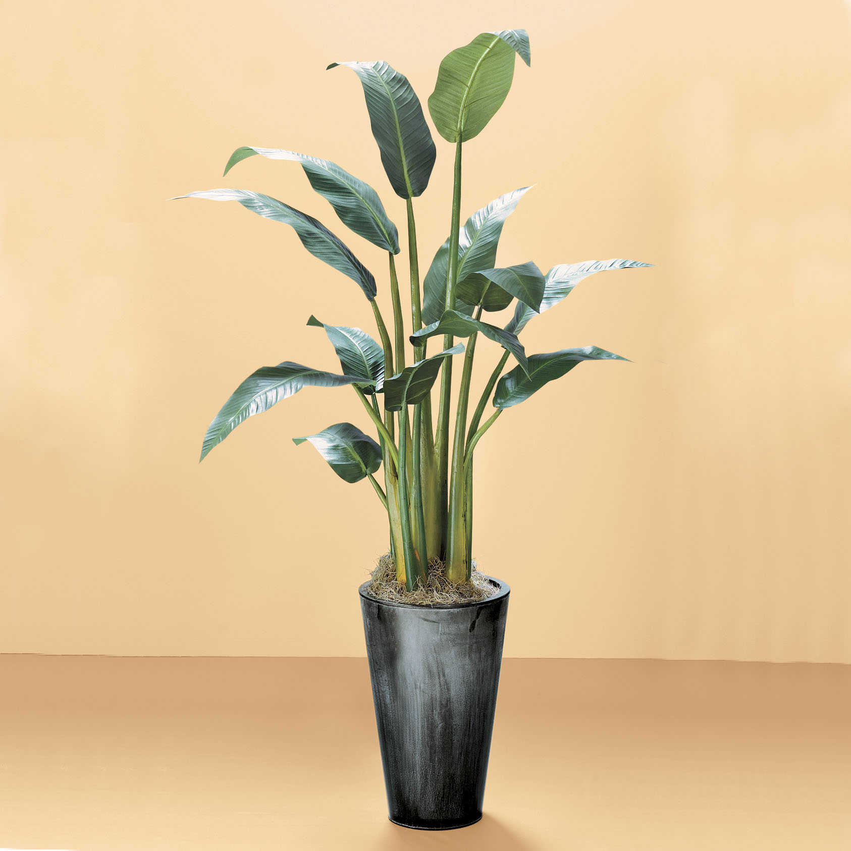 BIRD OF PARADISE PLANT