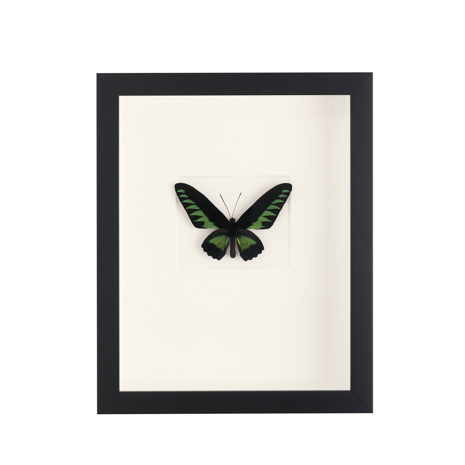 BROOKES BIRDWING BUTTERFLY