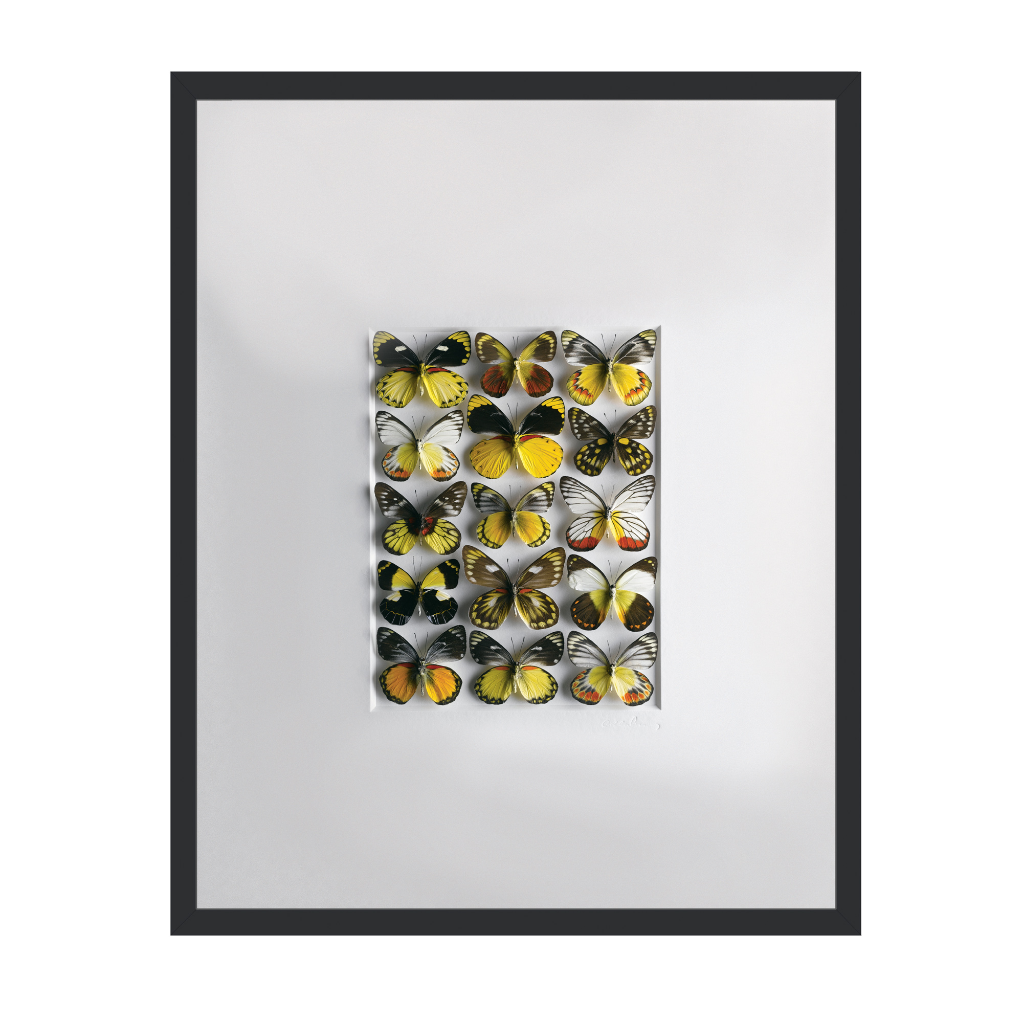 MOSAIC OF BUTTERFLIES