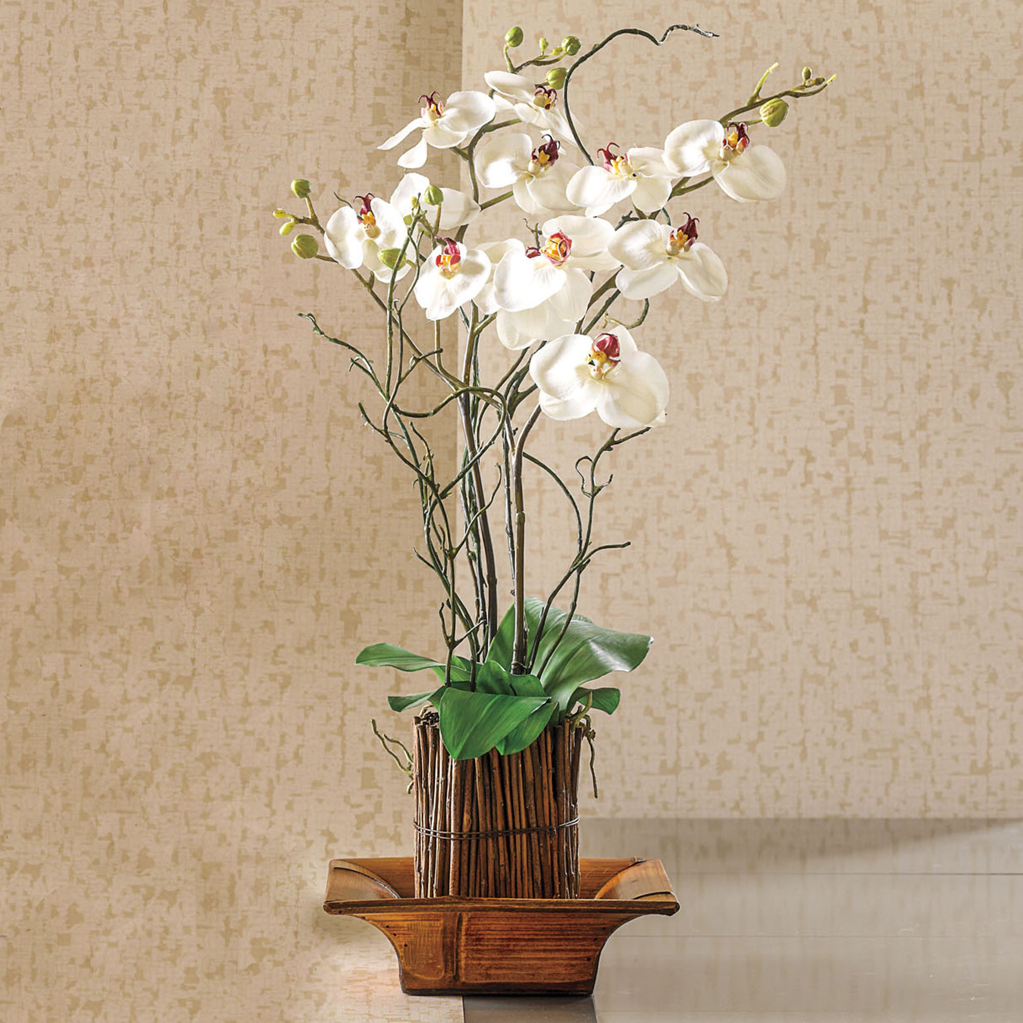 WHITE PHALAENOPSIS ORCHID