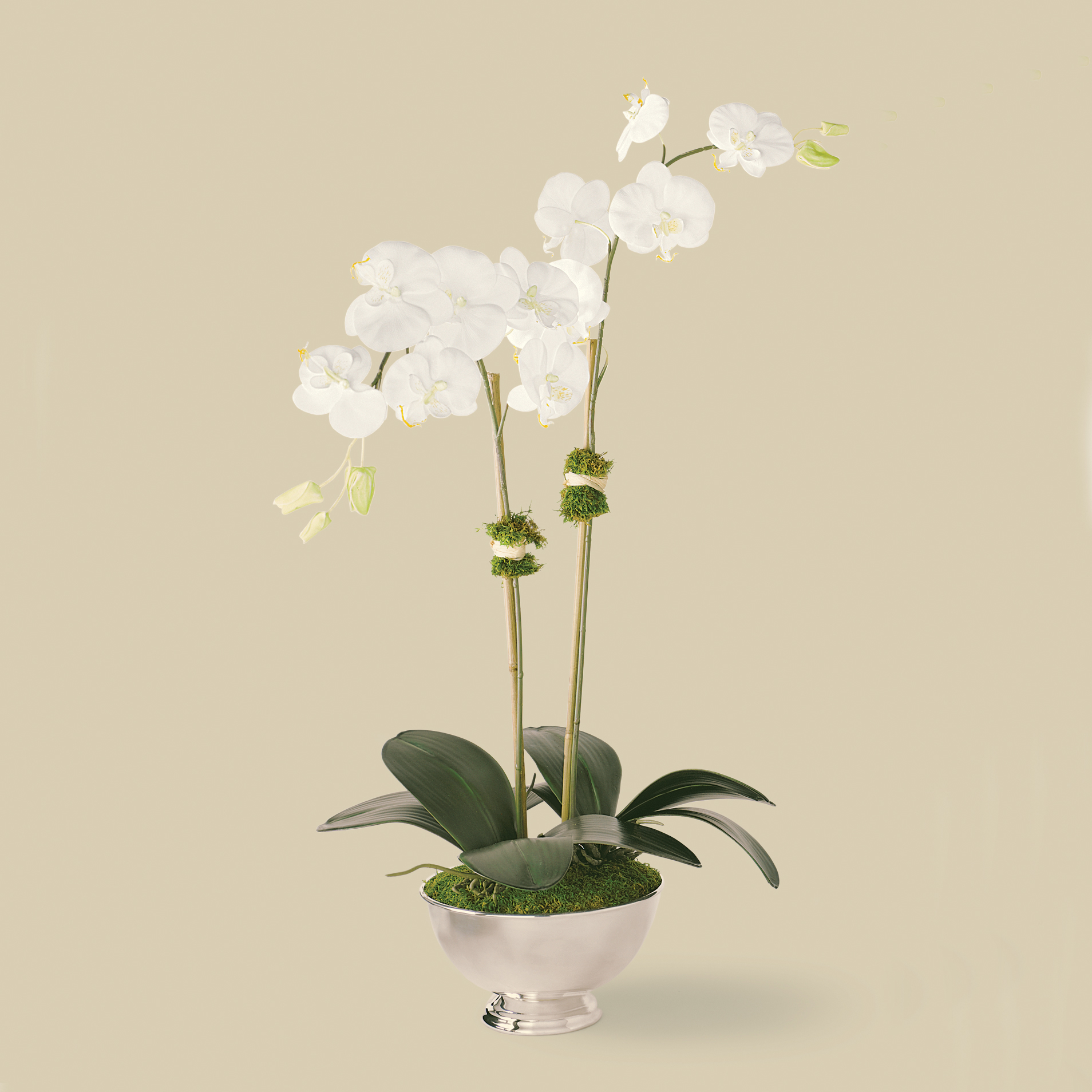 PHALAENOPSIS ORCHID IN SILVER BOWL