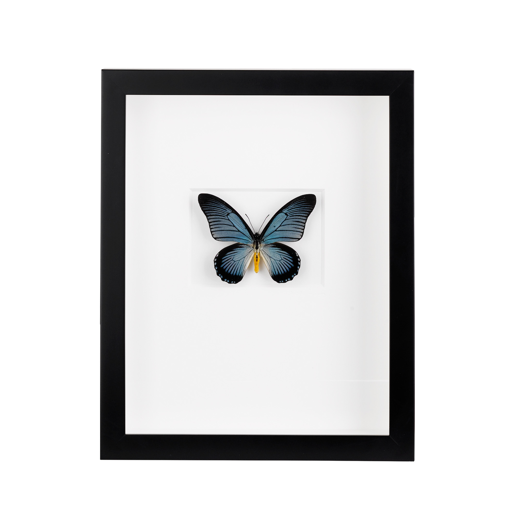 AFRICAN BLUE SWALLOW TAIL