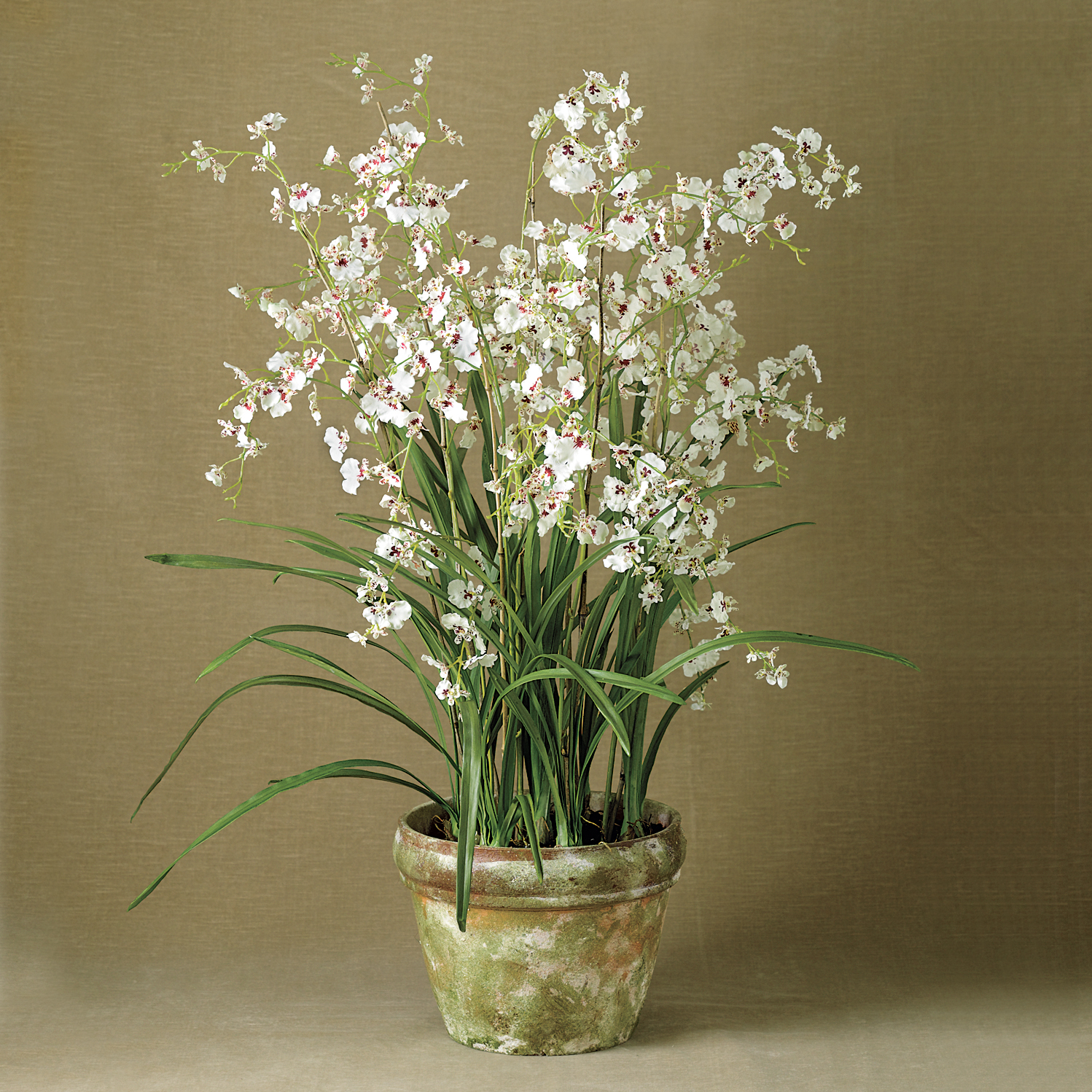 DANCING WHITE ONCIDIUM ORCHID