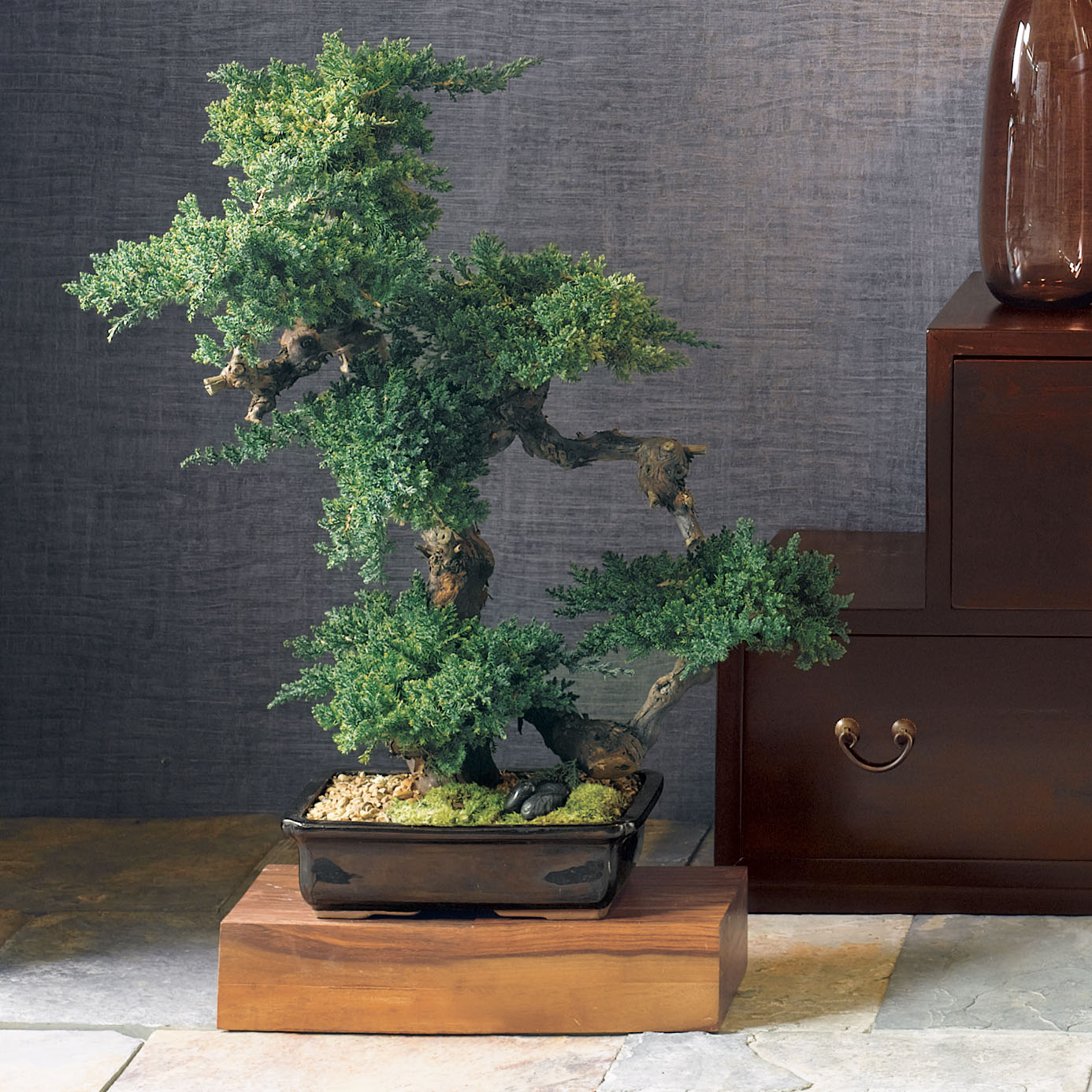 BONSAI PRESERVED LARGE 24IN