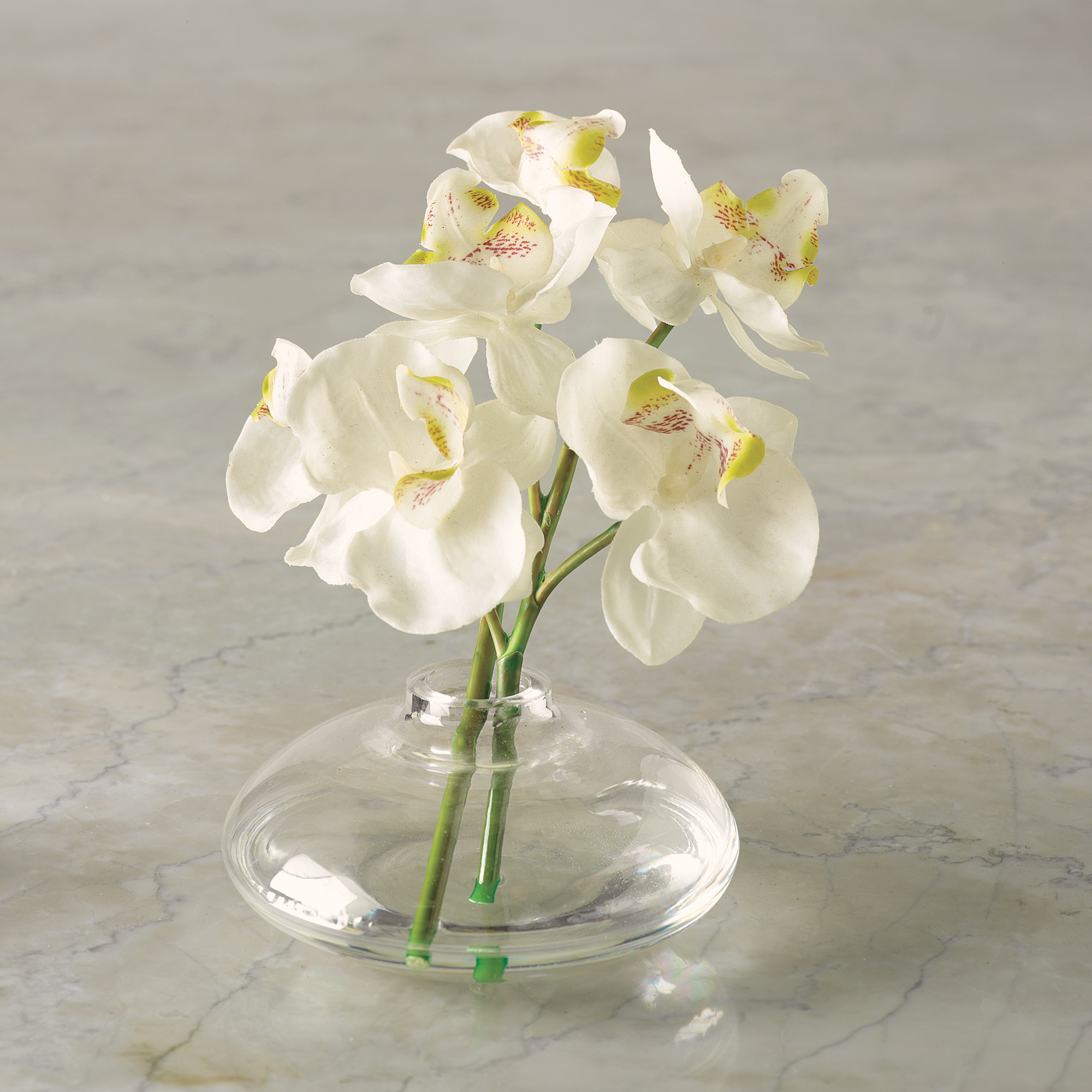 PHALAENOPSIS IN BUD VASE