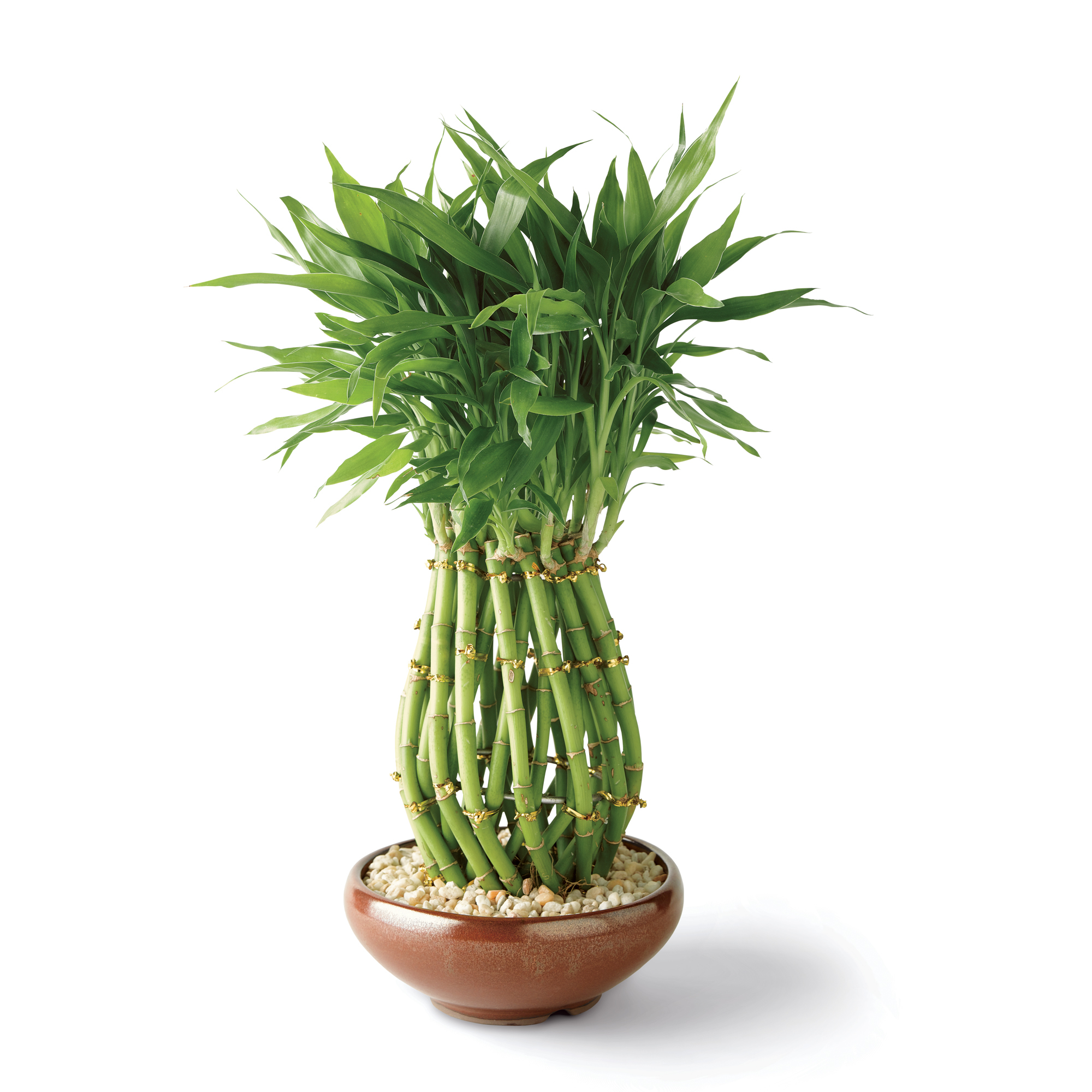 PINEAPPLE LUCKY BAMBOO