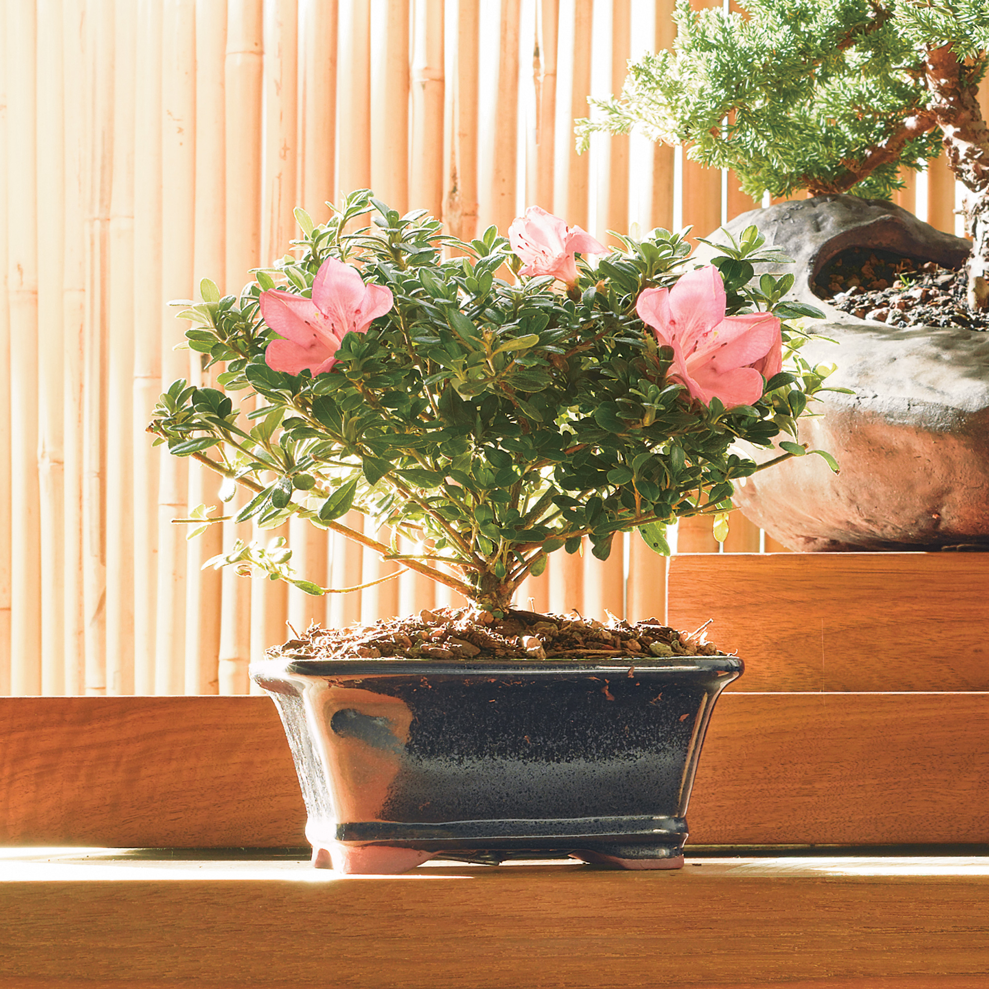 SATSUKI AZALEA BONSAI