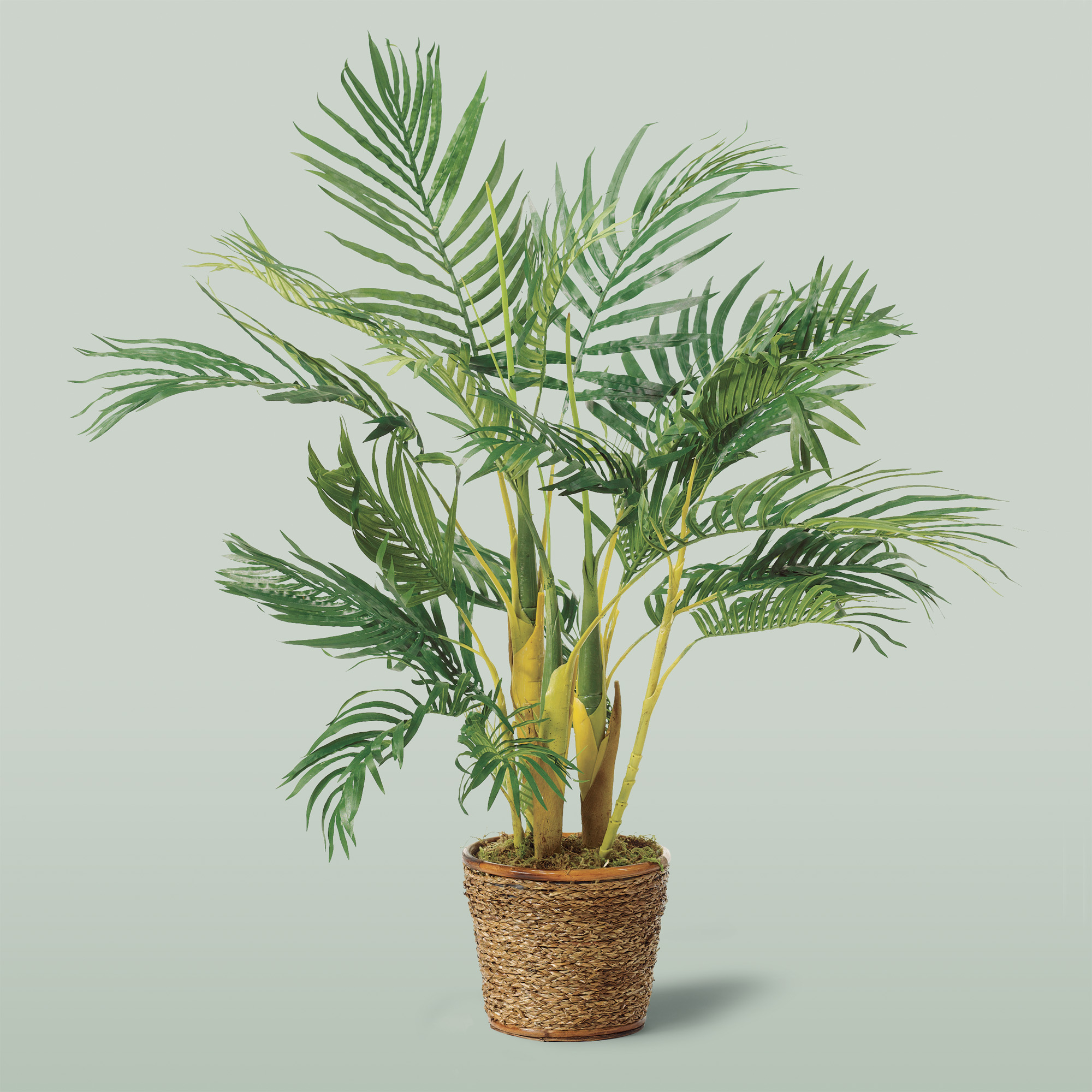 ARECA PALM TREE 4FT
