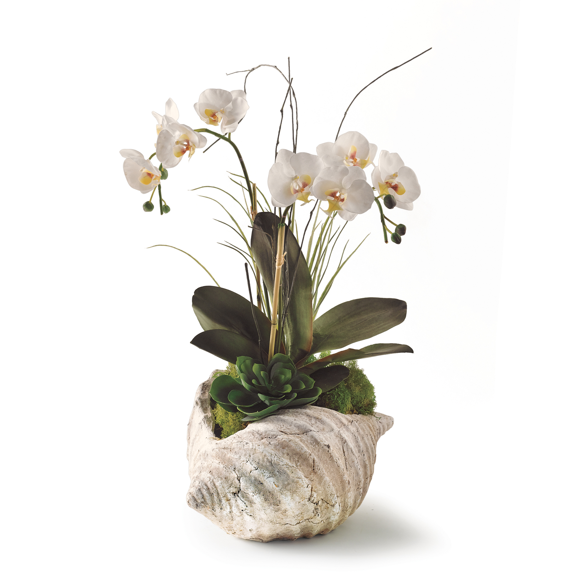 ORCHID IN SHELL CONTAINER