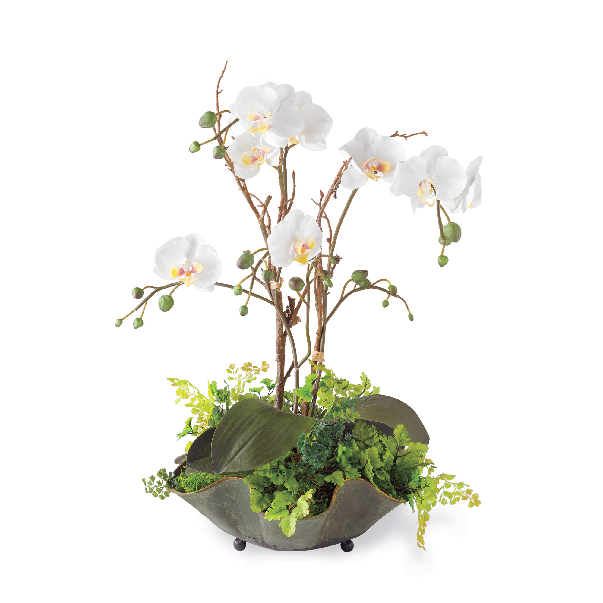 WHITE PHALAENOPSIS IN FLUTED BOWL