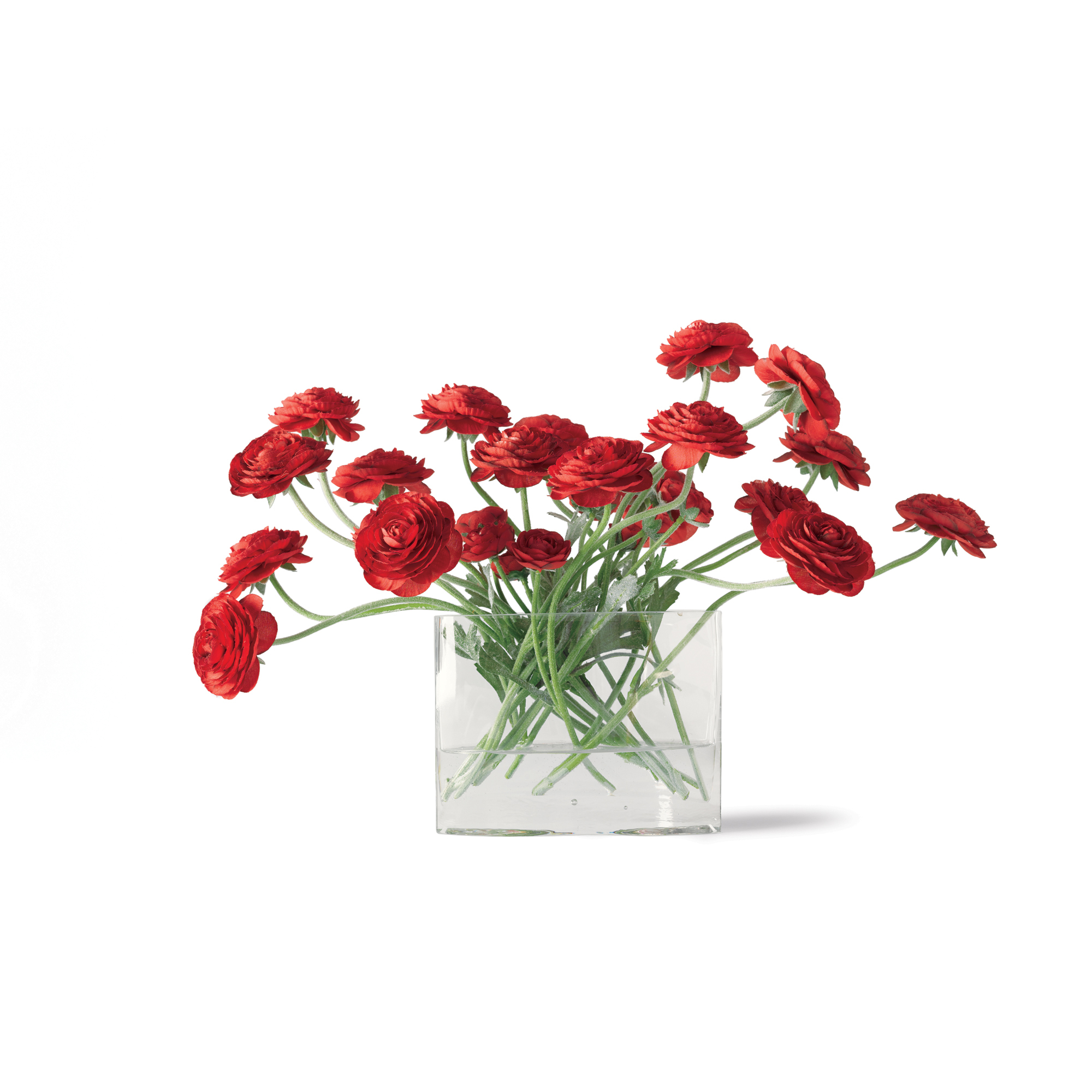 RED RANUNCULUS ARRANGEMENT