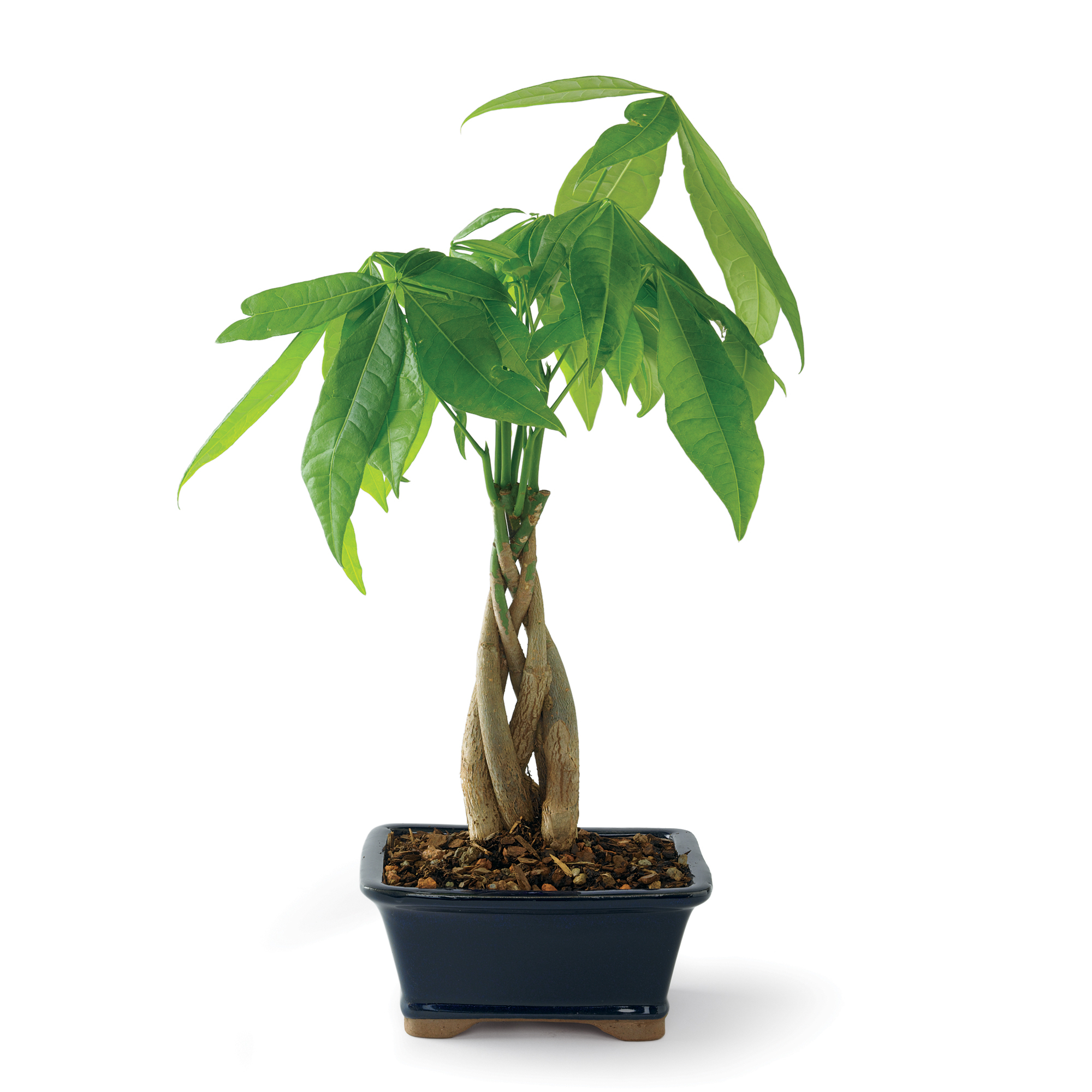 LIVING MONEY TREE PLANT