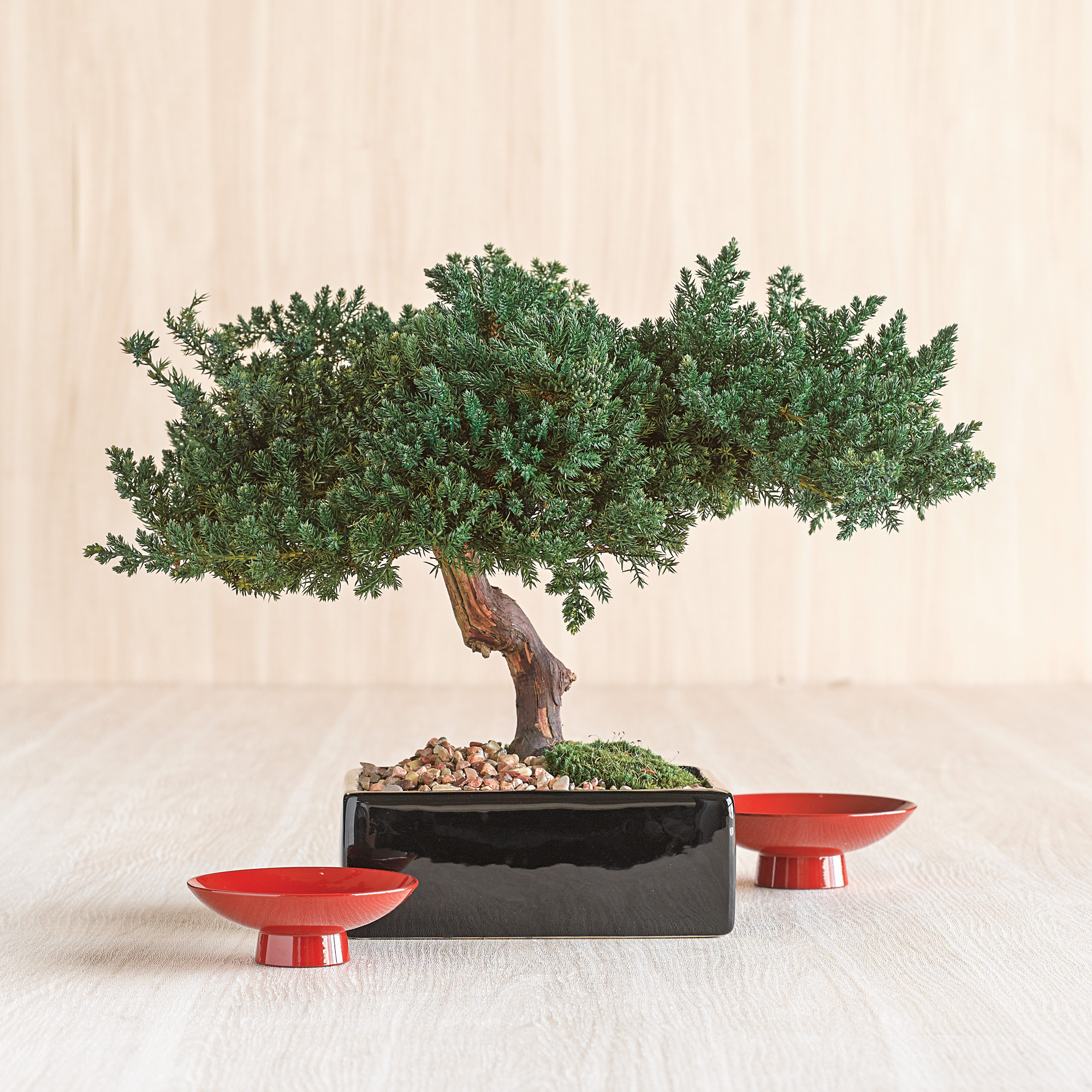 PRESERVED SINGLE MONTEREY BONSAI IN SQUARE POT