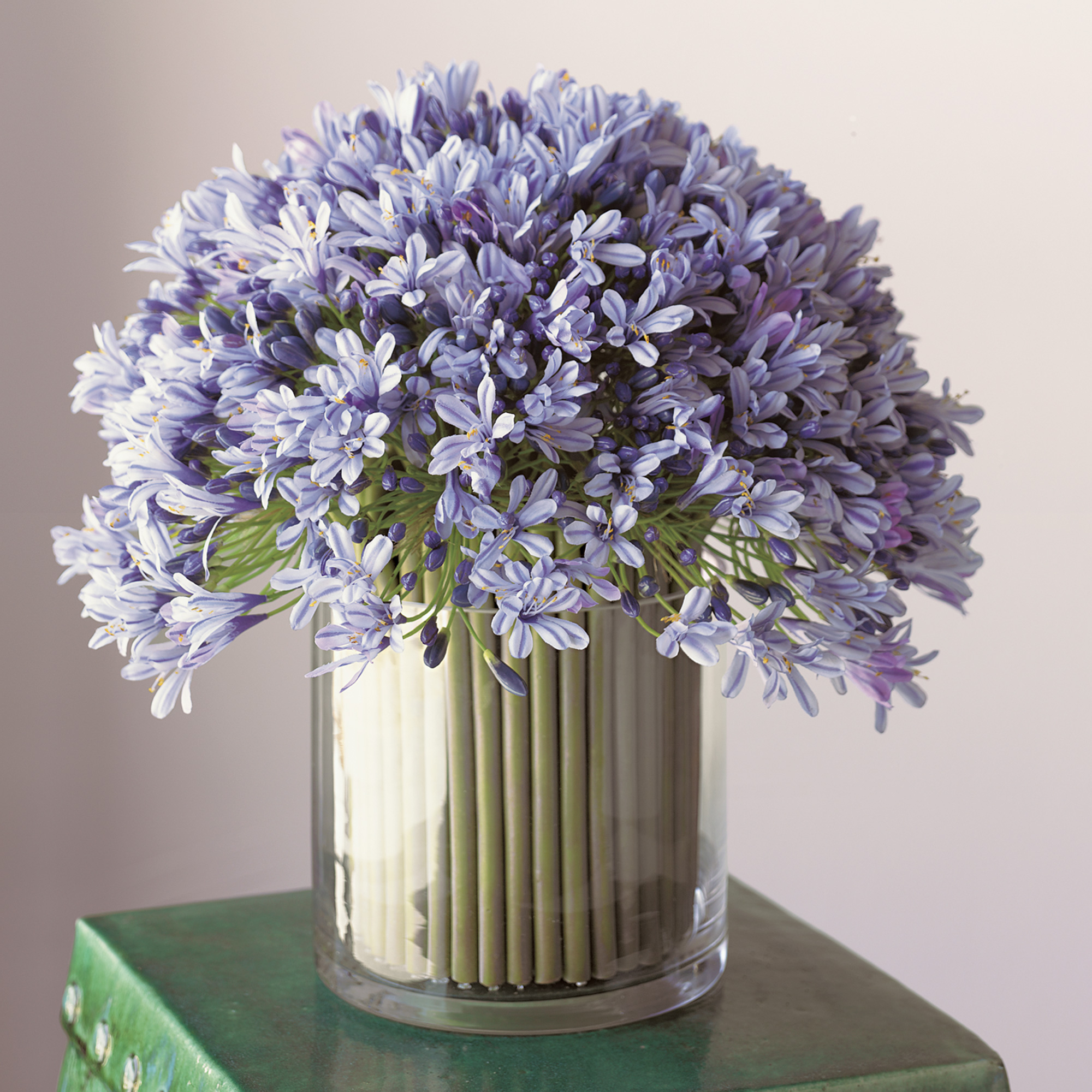 AGAPANTHUS ARRANGEMENT