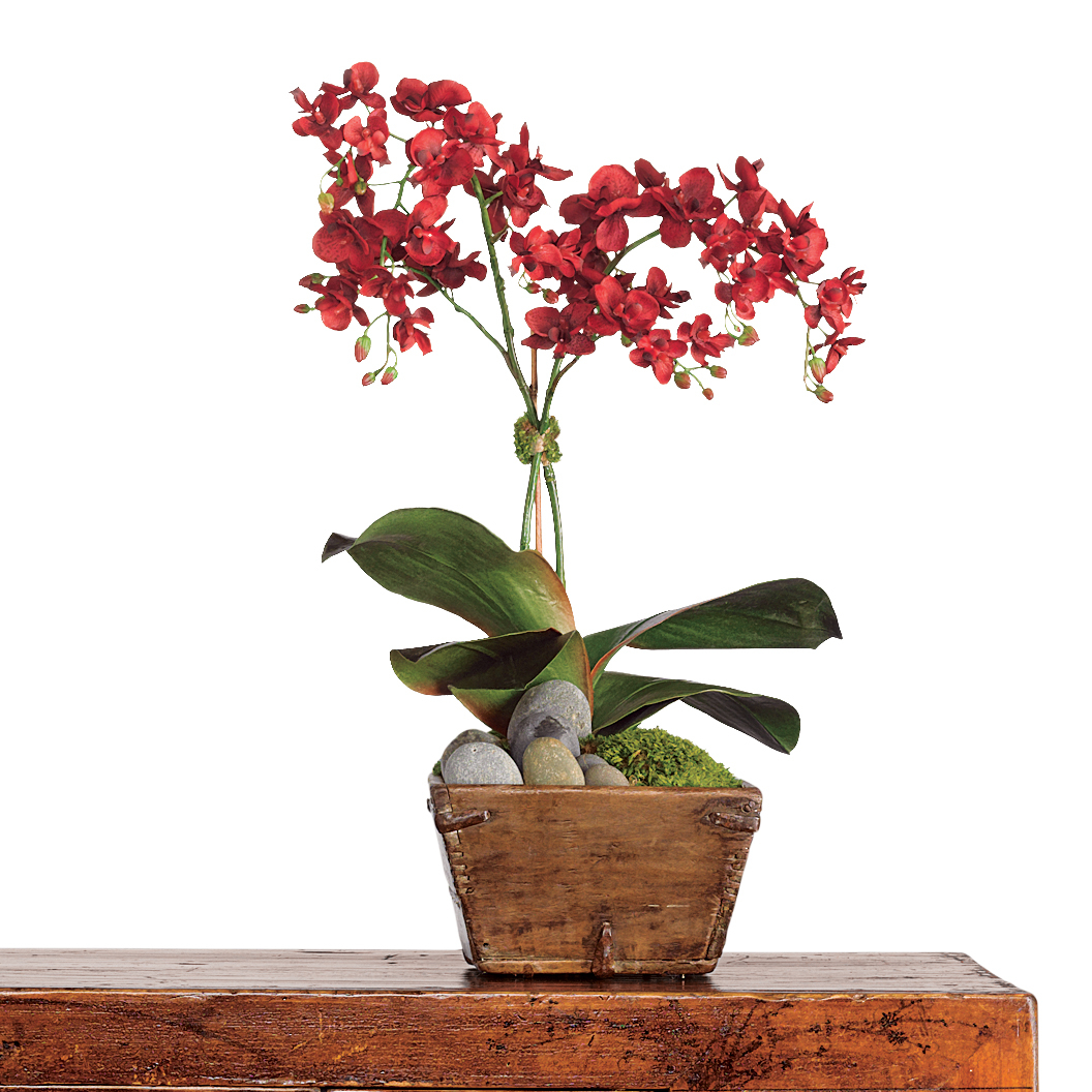 Baby Phalaenopsis Orchid In Wooden Planter  