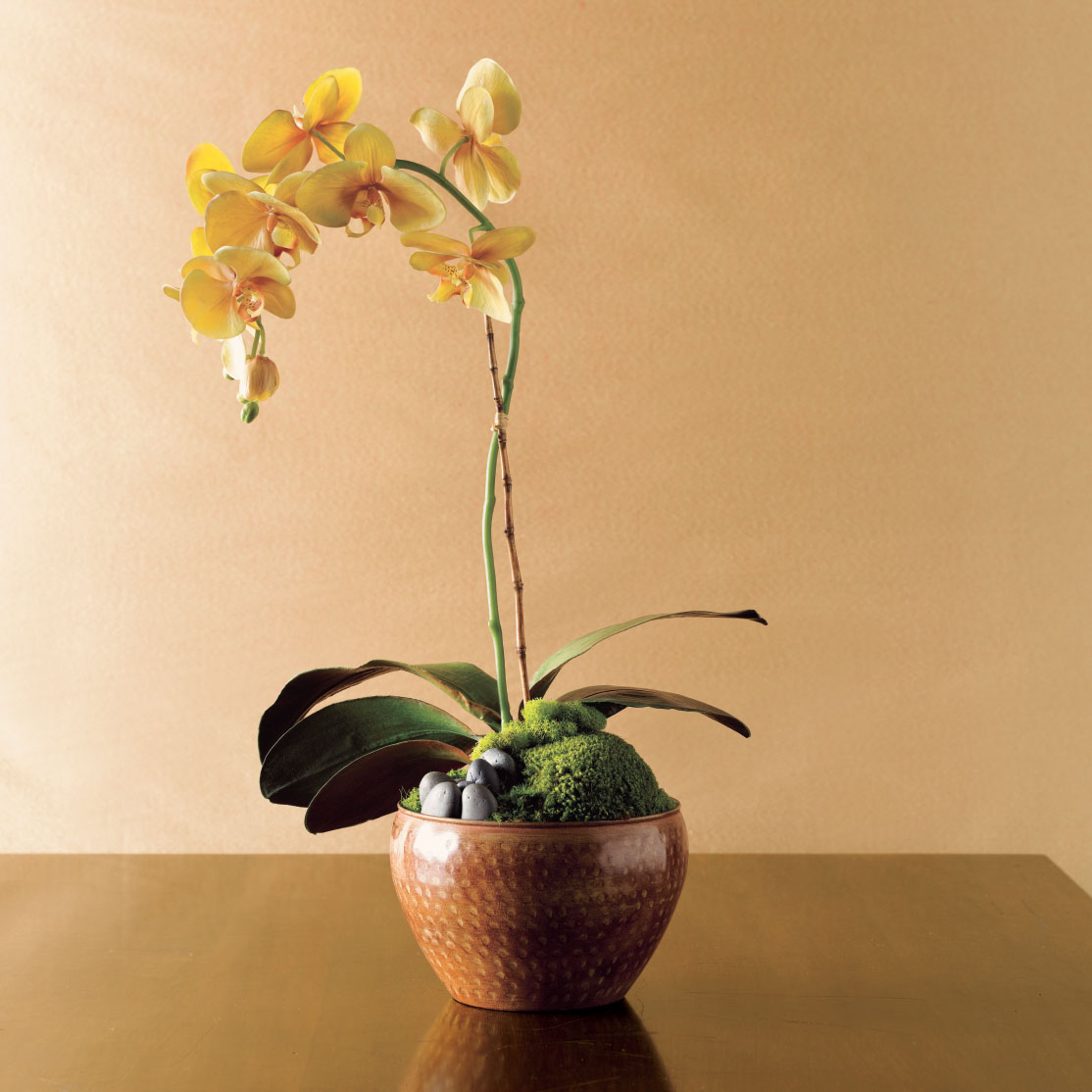 SUNRISE PHALEANOPSIS ORCHID