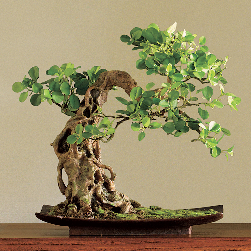 BOXWOOD BONSAI 20 INCHES