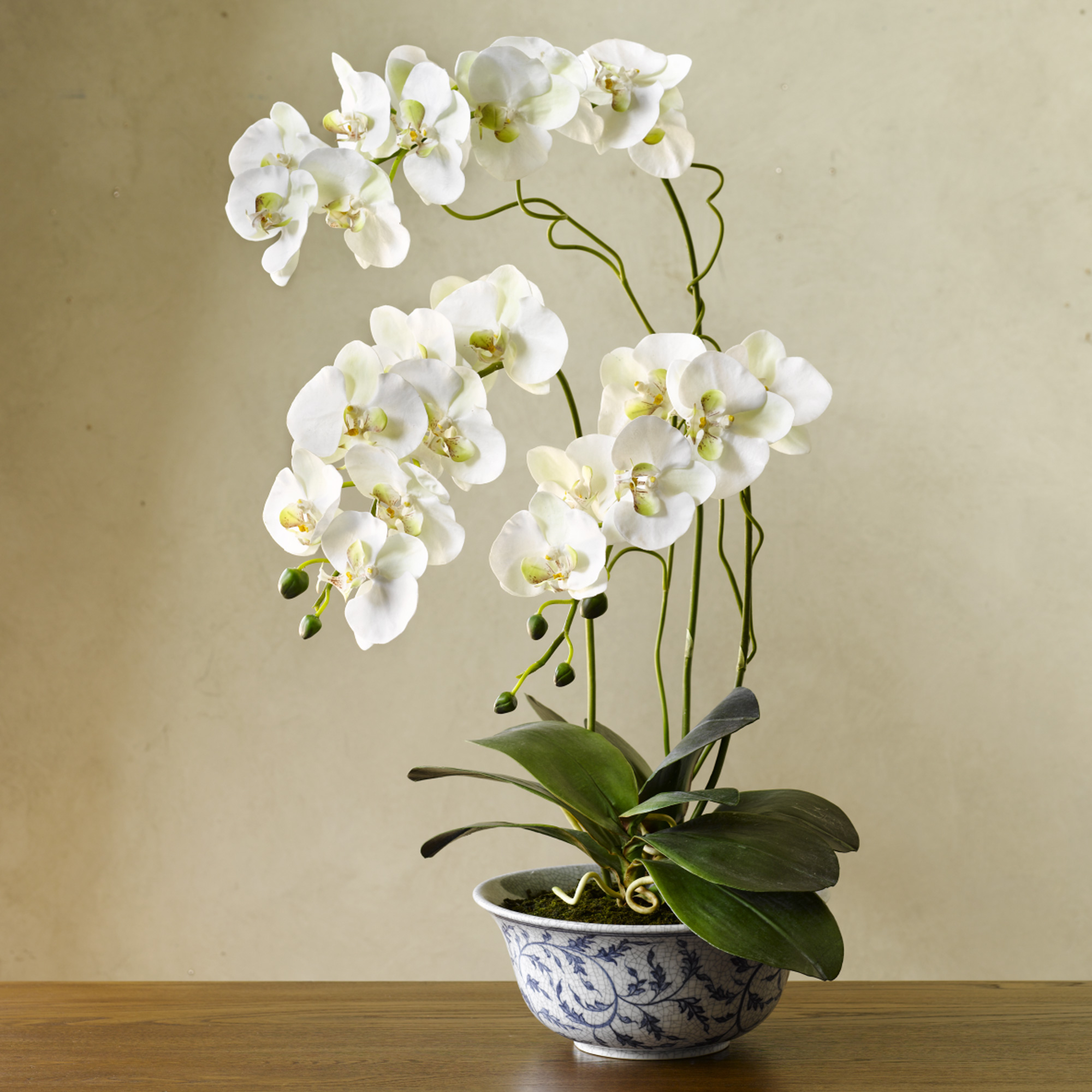 WHITE PHALEANOPSIS ORCHID IN BLUE WHITE BOWL