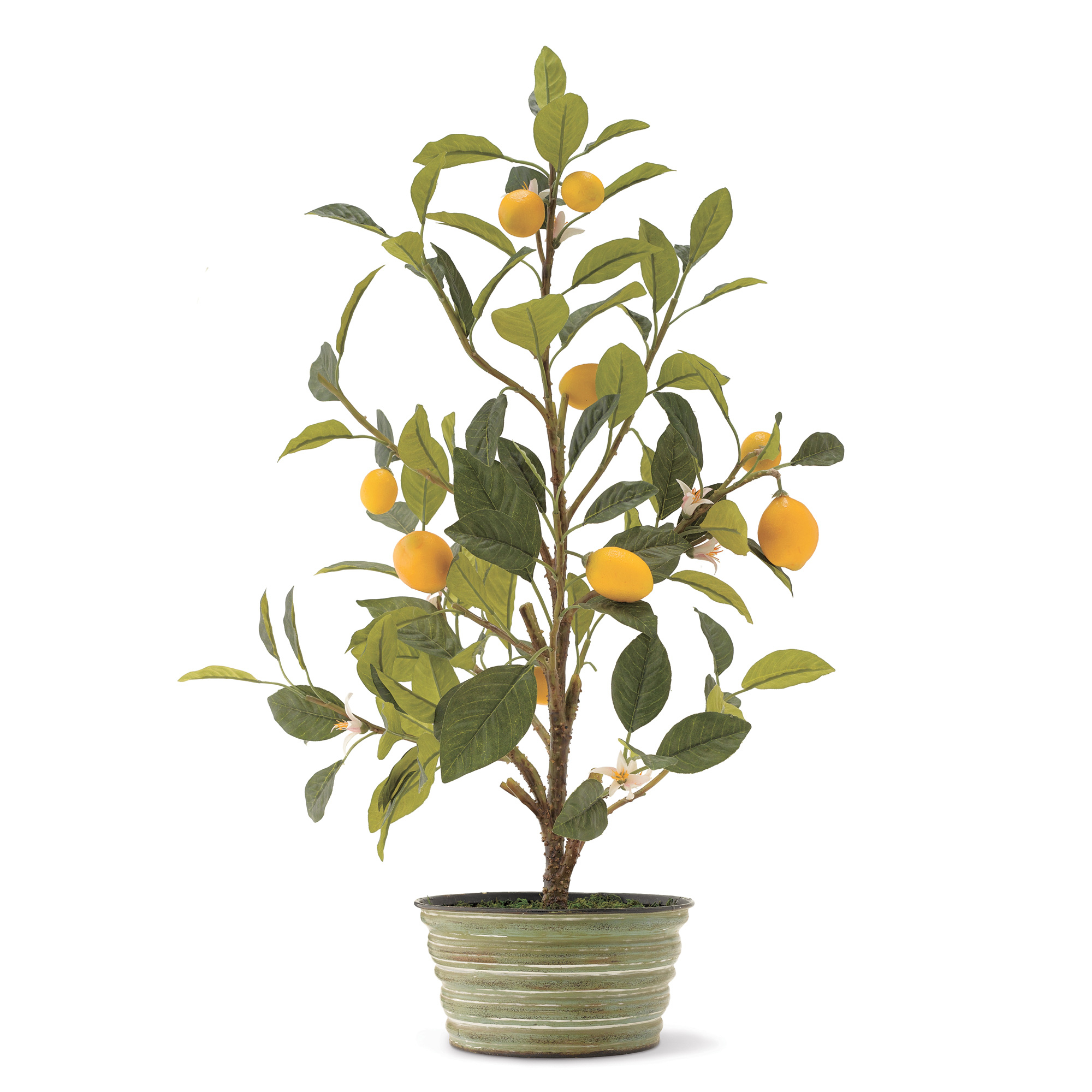 MEYER LEMON TREE