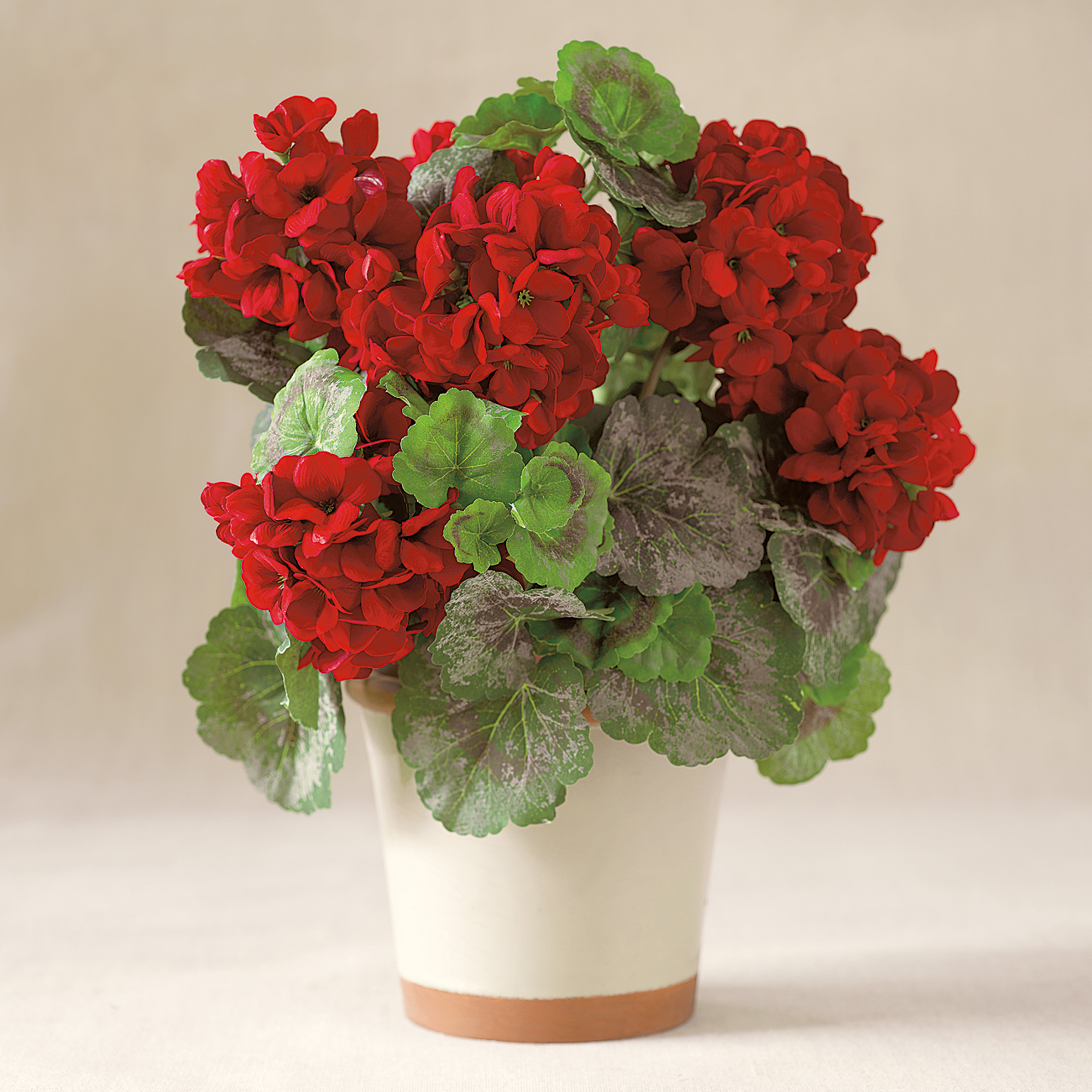 RED GERANIUM