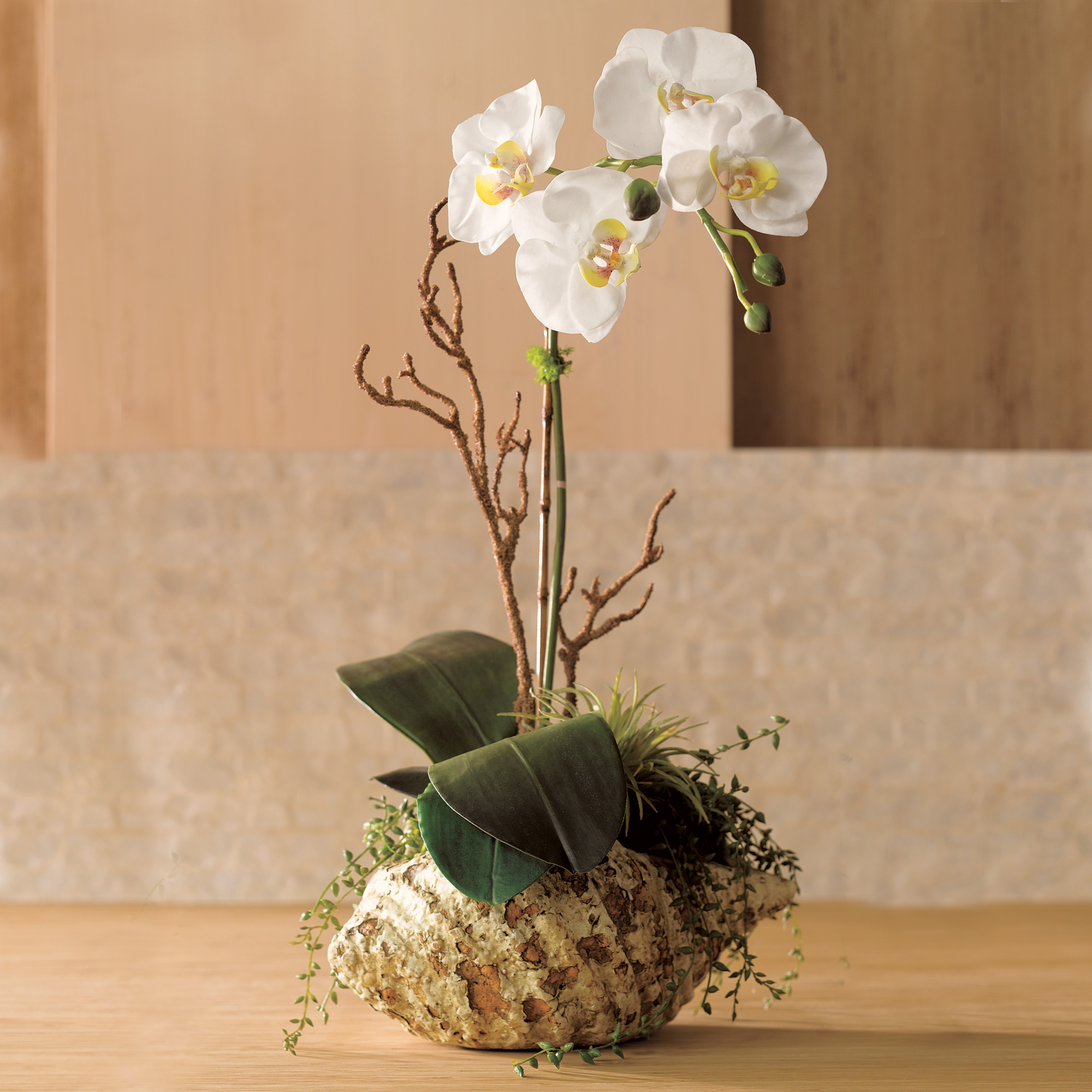 UPDATED ORCHID IN SHELL