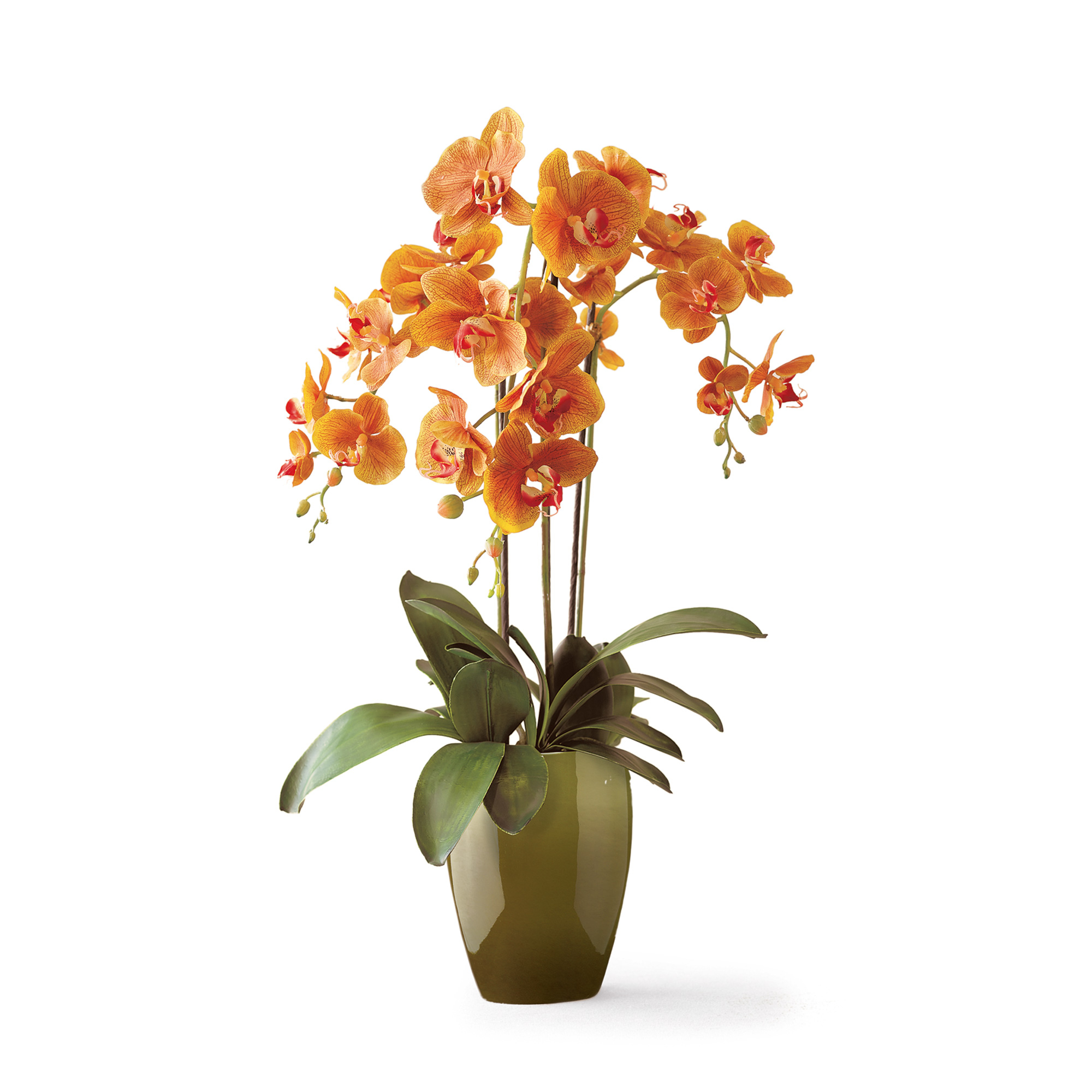 AUTUMN PHALAENOPSIS IN GLAZED POT