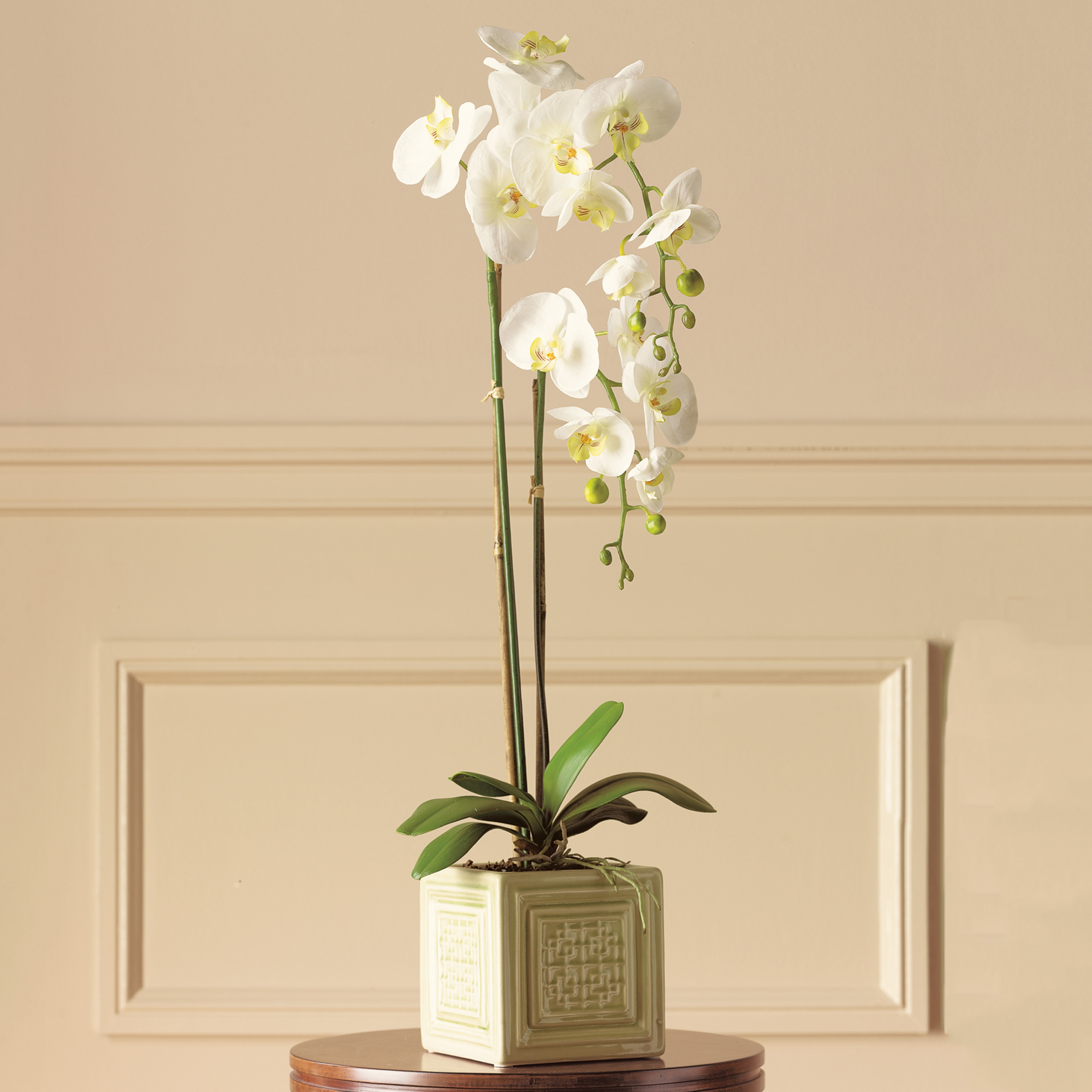 DOUBLE WHITE PHALAENOPSIS IN CELADON CUBE