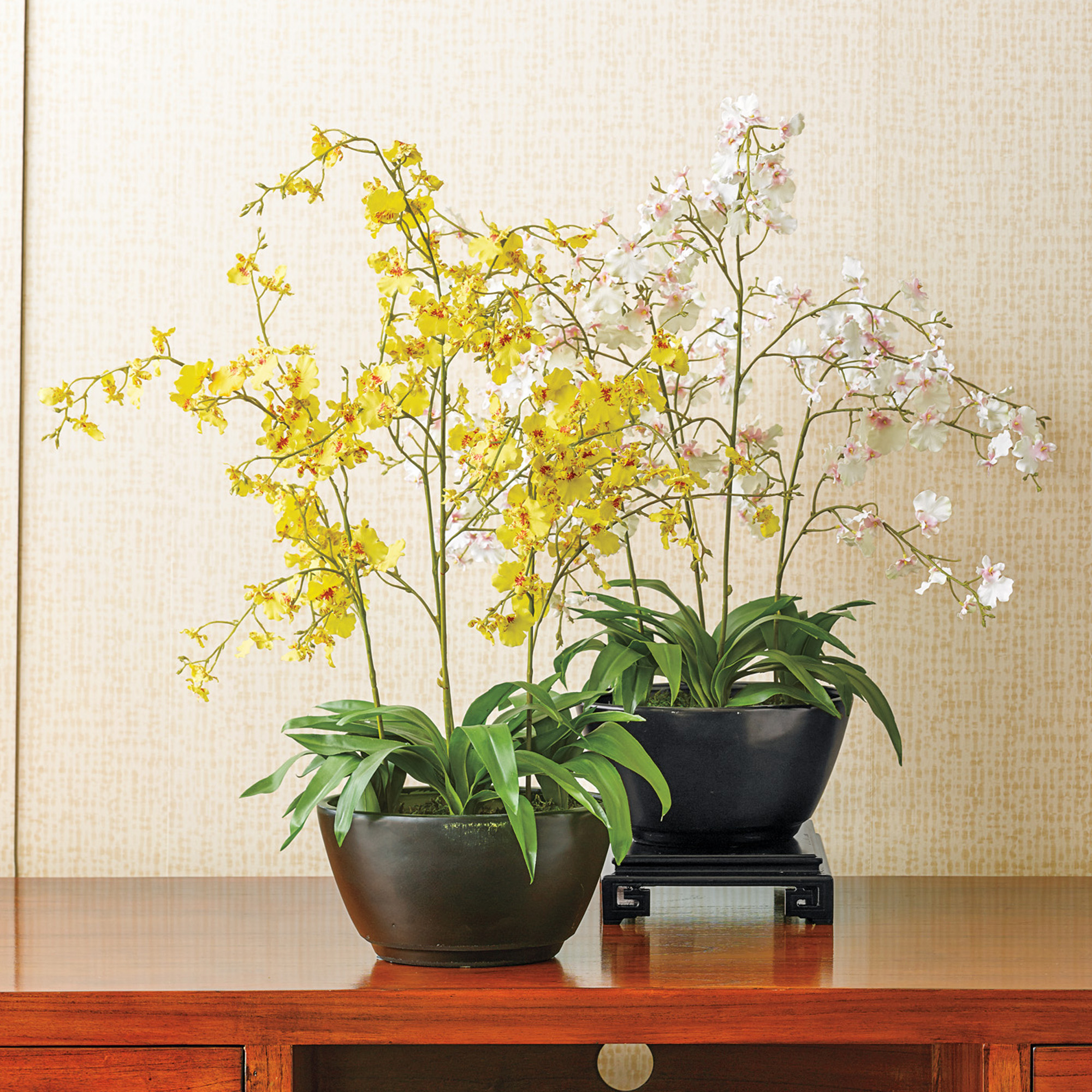 Oncidium Orchid