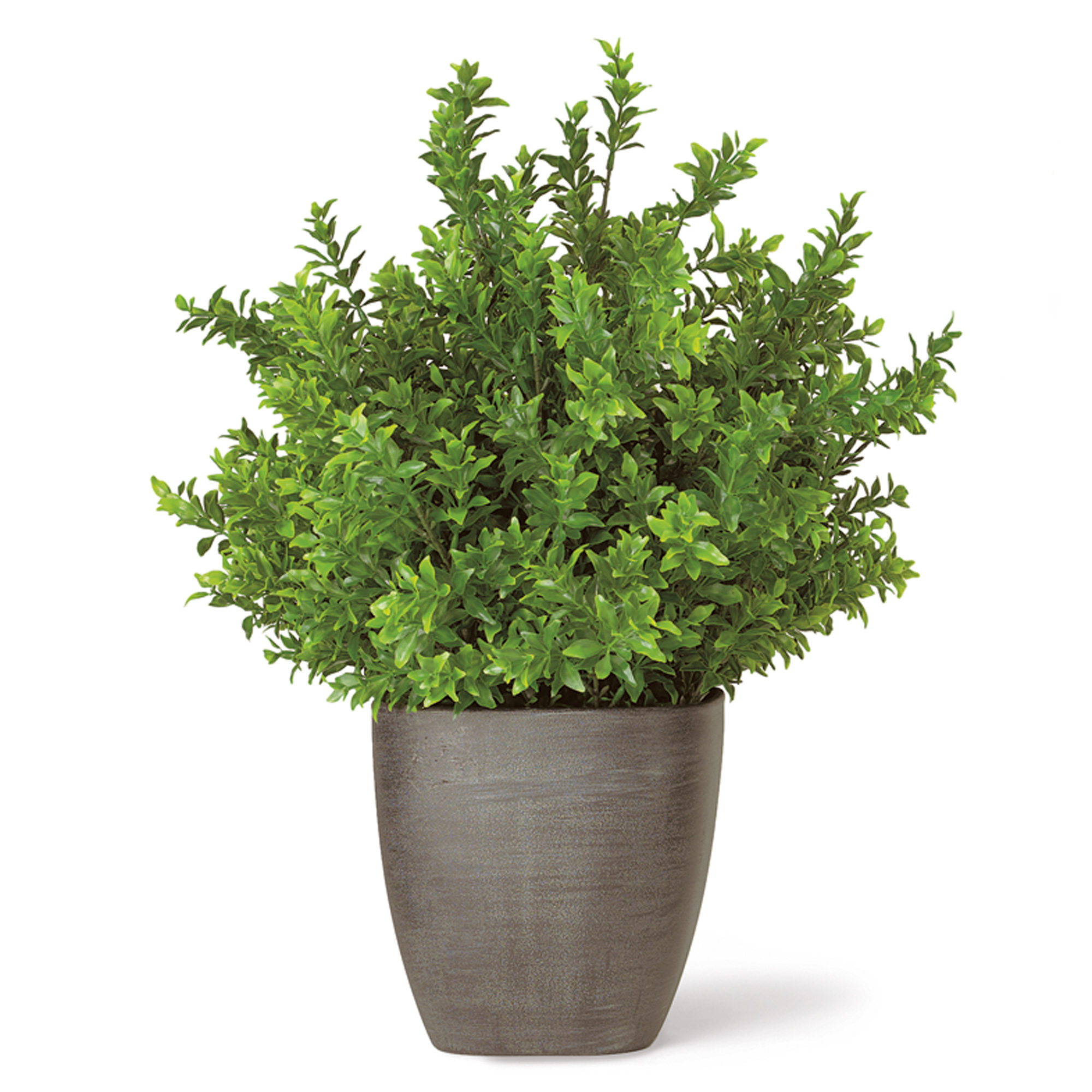ENGLISH BOXWOOD PLANT
