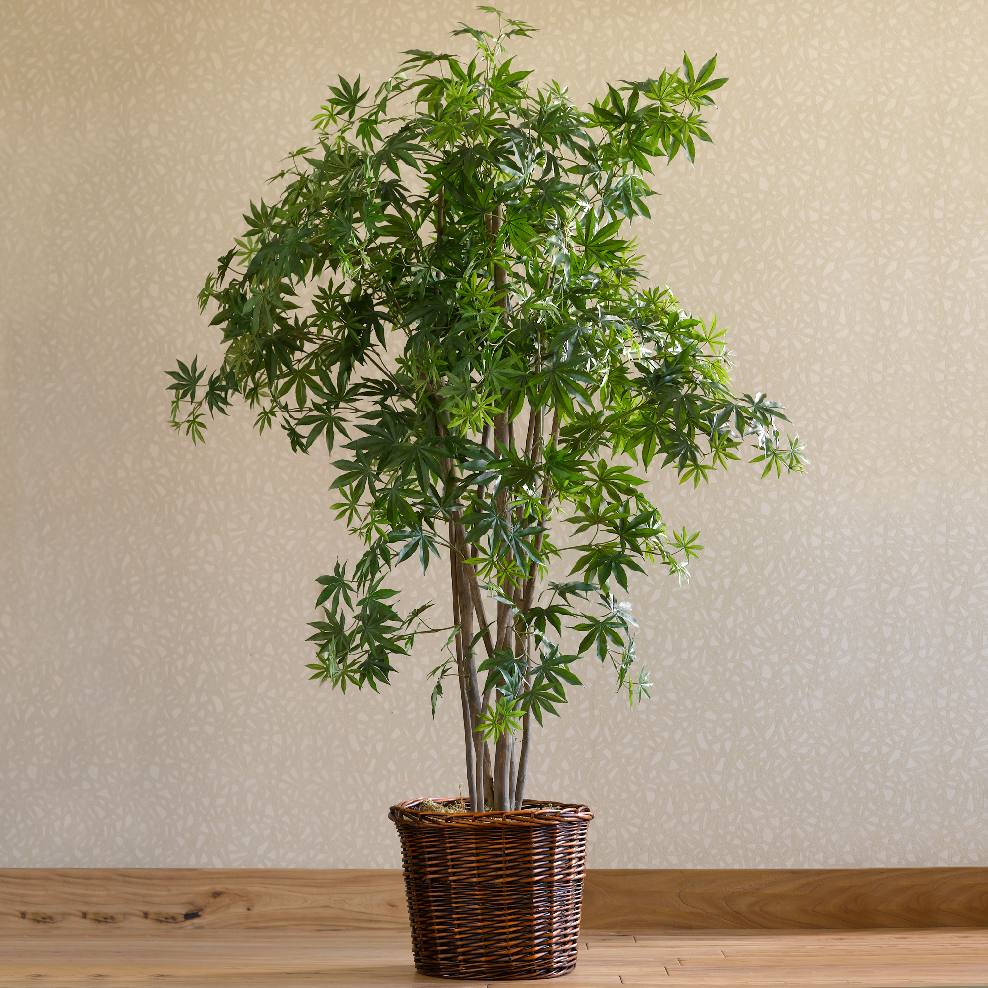 JAPANESE MAPLE TREE 5FT
