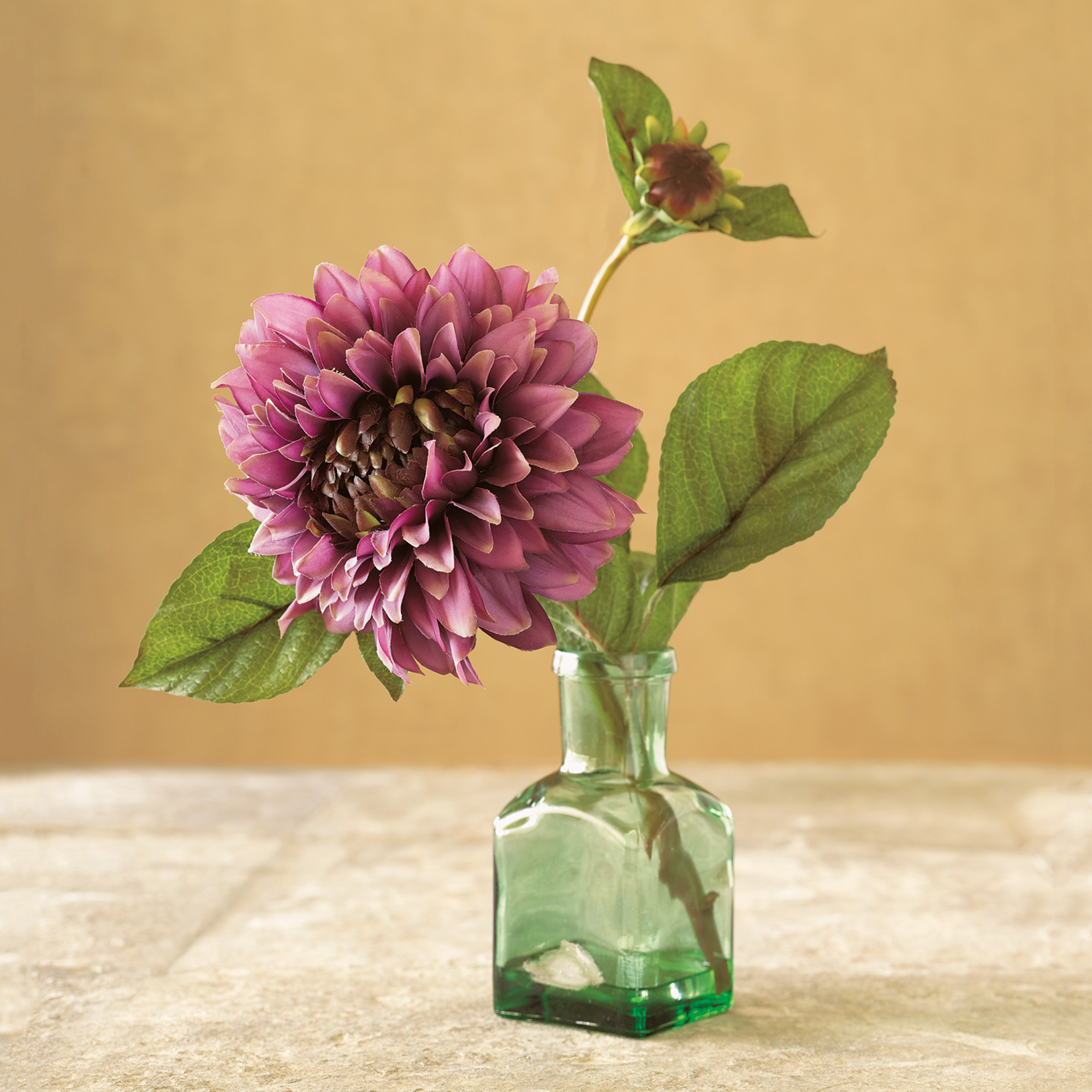 Purple Dahlia