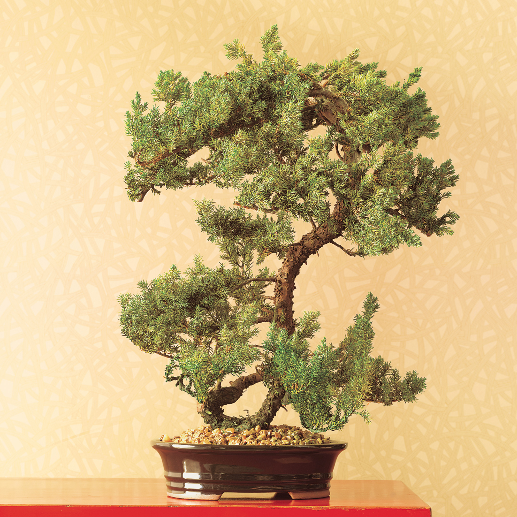 PRESERVED JUNIPER BONSAI