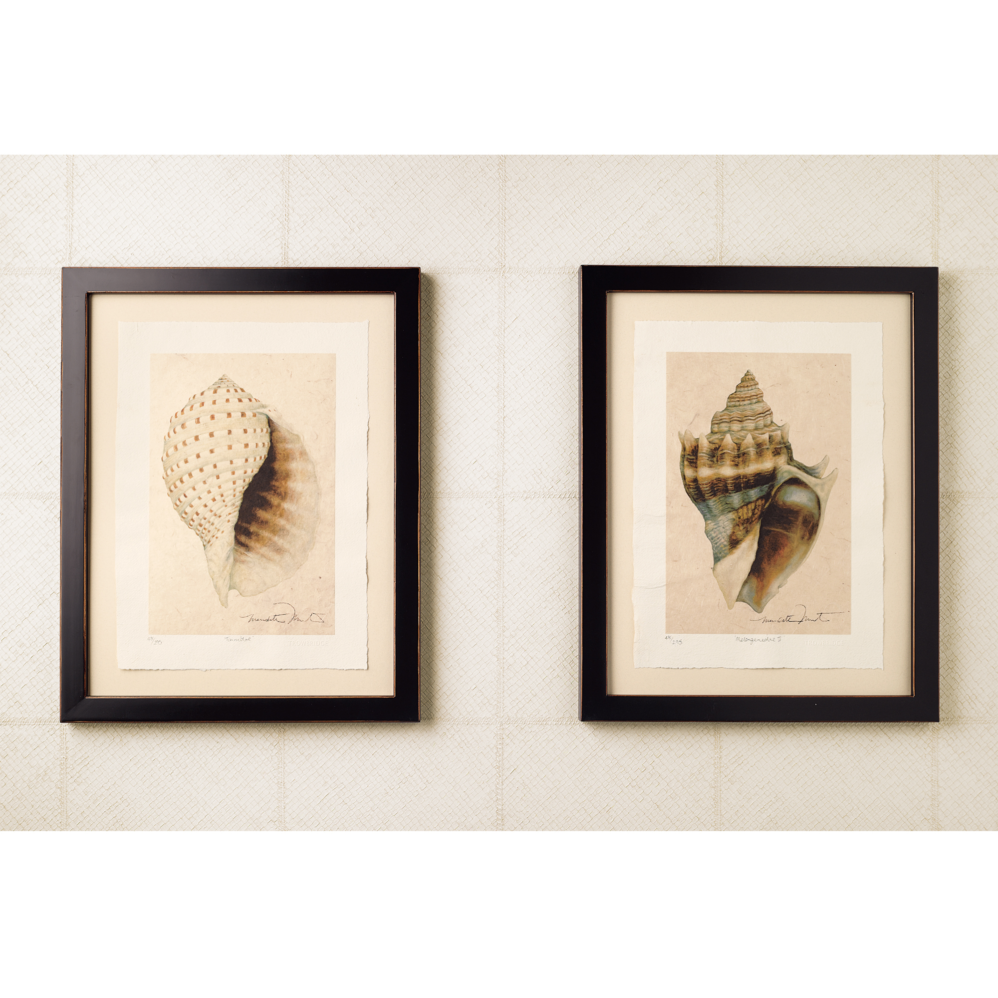 CONCH SHELL PRINT 18X22