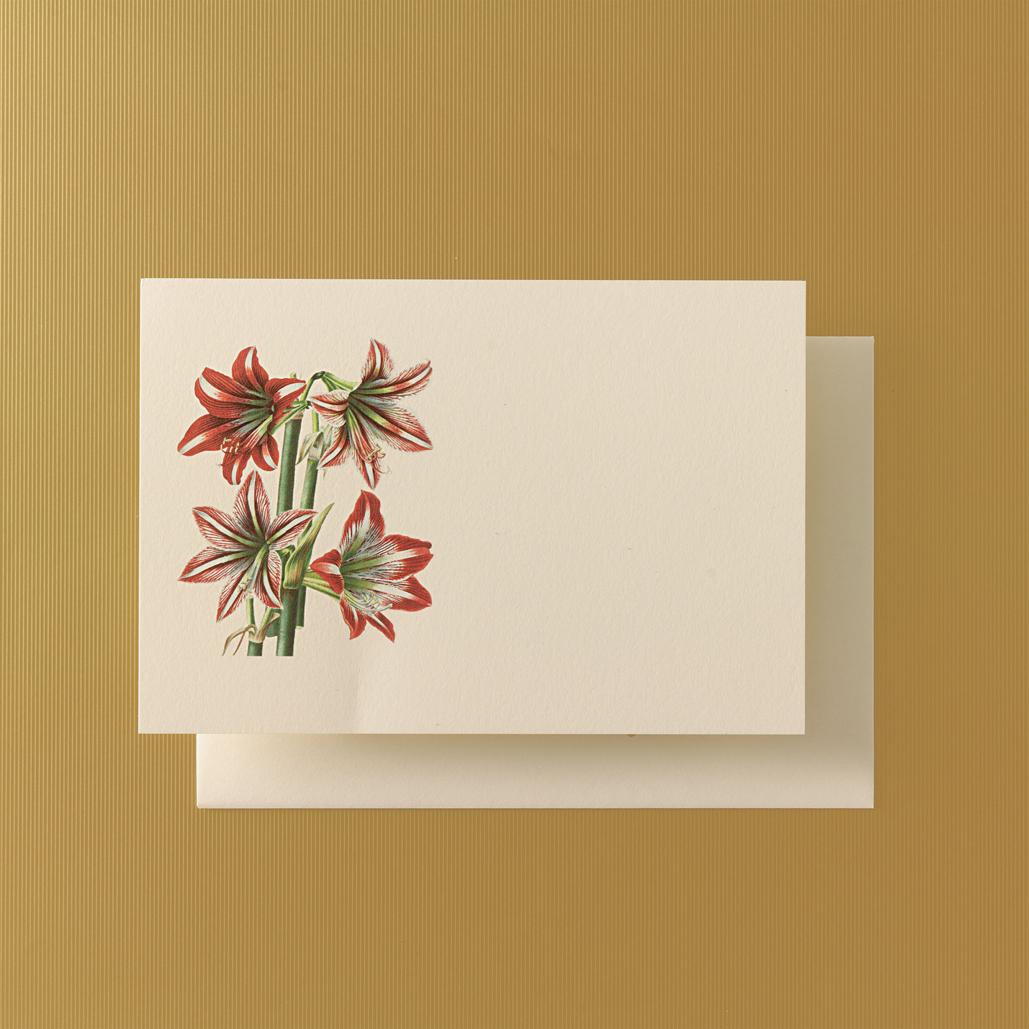 Amaryllis Notecards & Envelopes