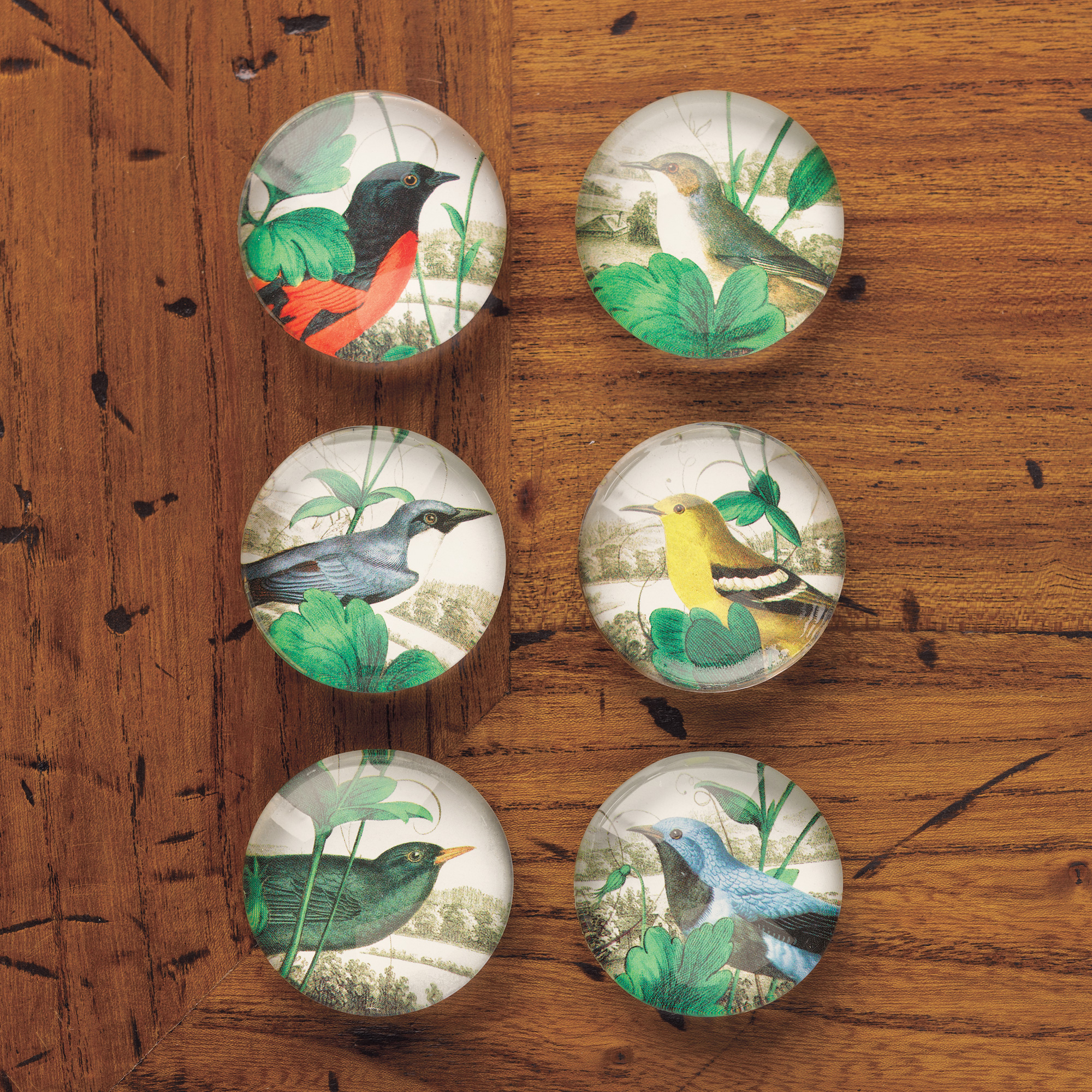 Songbird Magnets Set