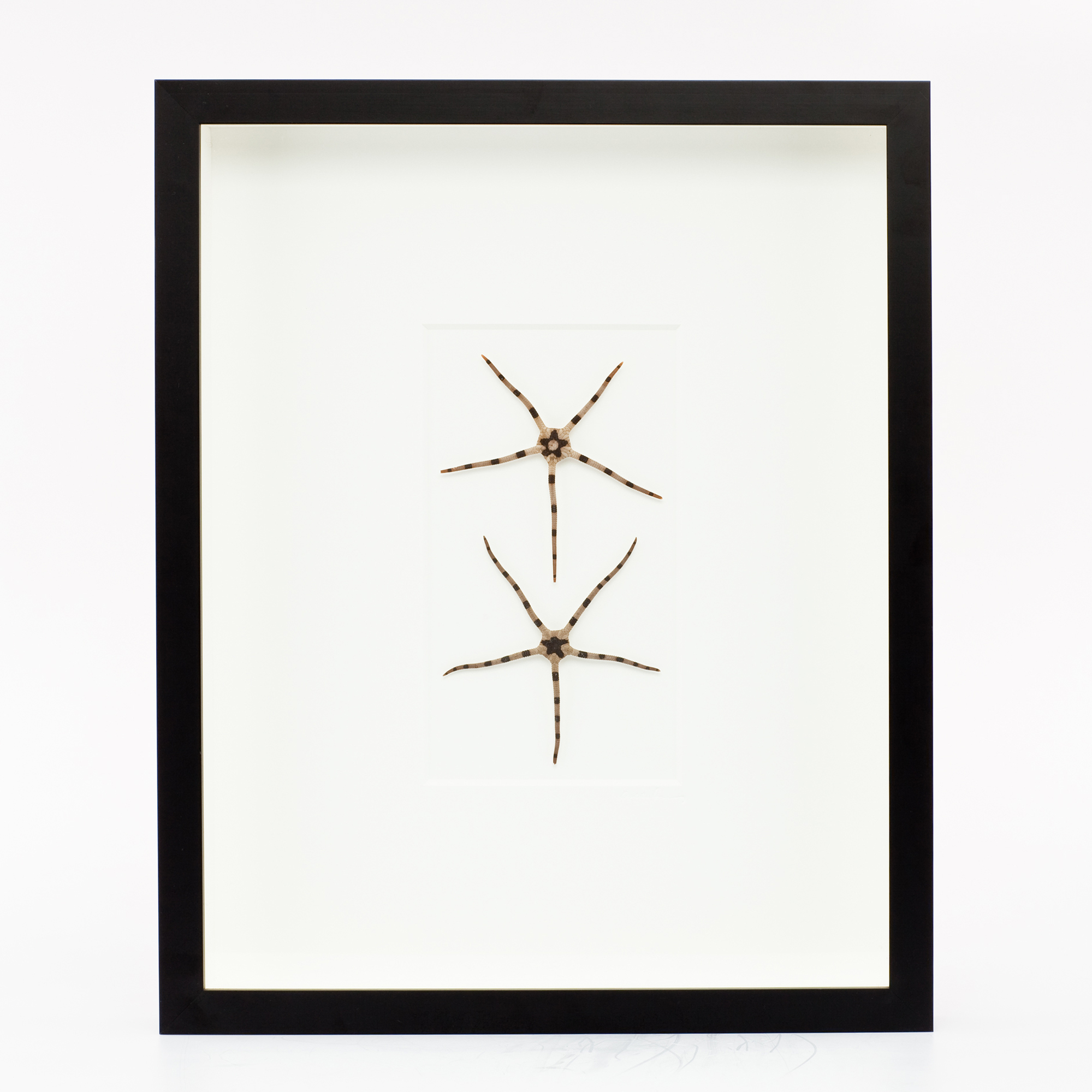 STRIPED BRITTLE STAR DUO