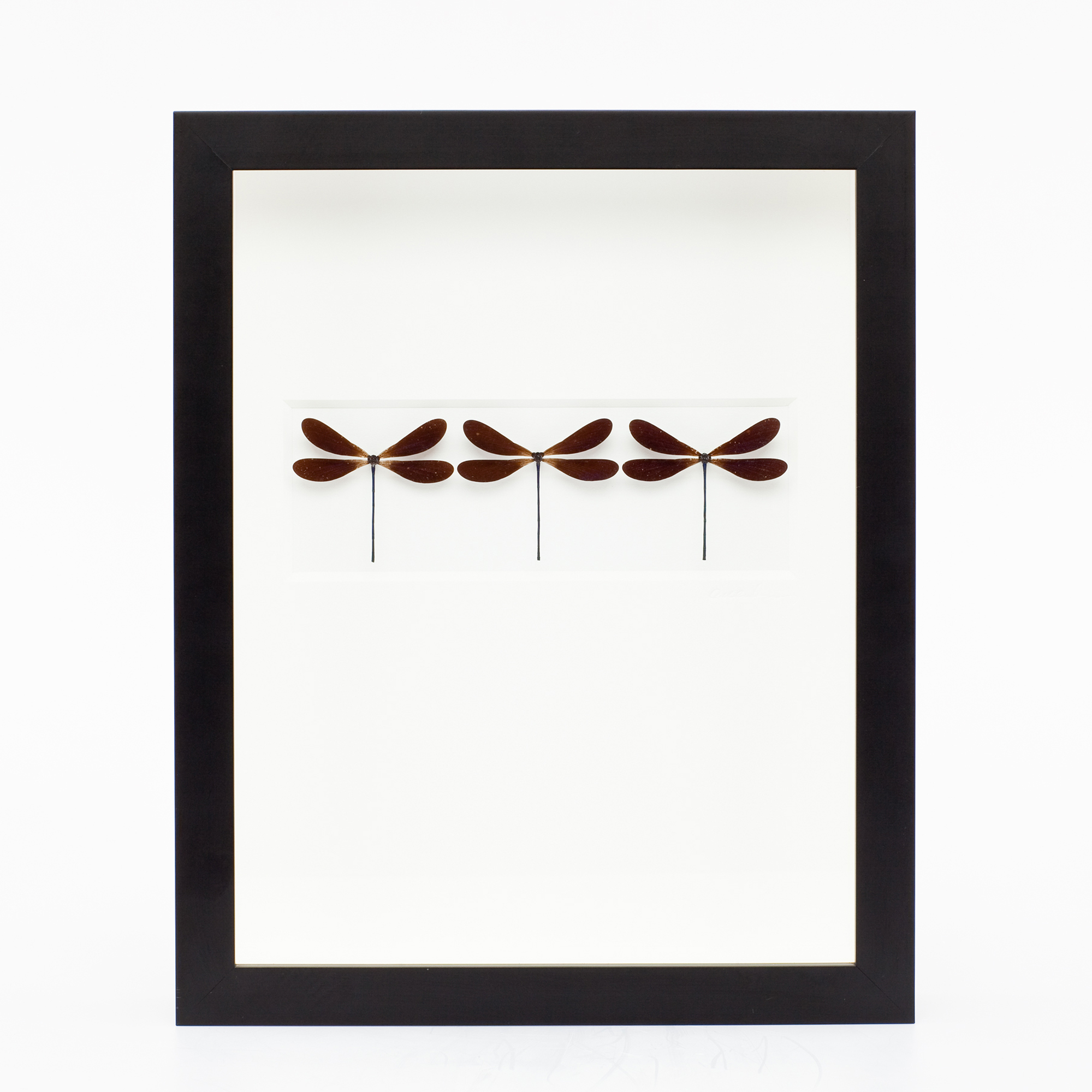 DAMSELFLY DRIFT TRIO