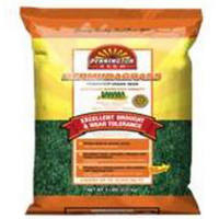 2 Pounds Sahara Bermuda Seed LP112262 by Pennington Seed Best Price