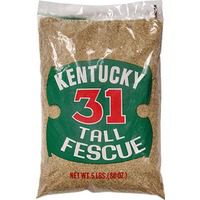 5 Pounds Ky31 Grass Seed 16205 by Barenbrug USA Best Price