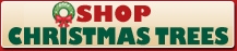 Shop Christmas Trees