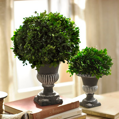 Preserved Boxwood Topiary, 17 in.